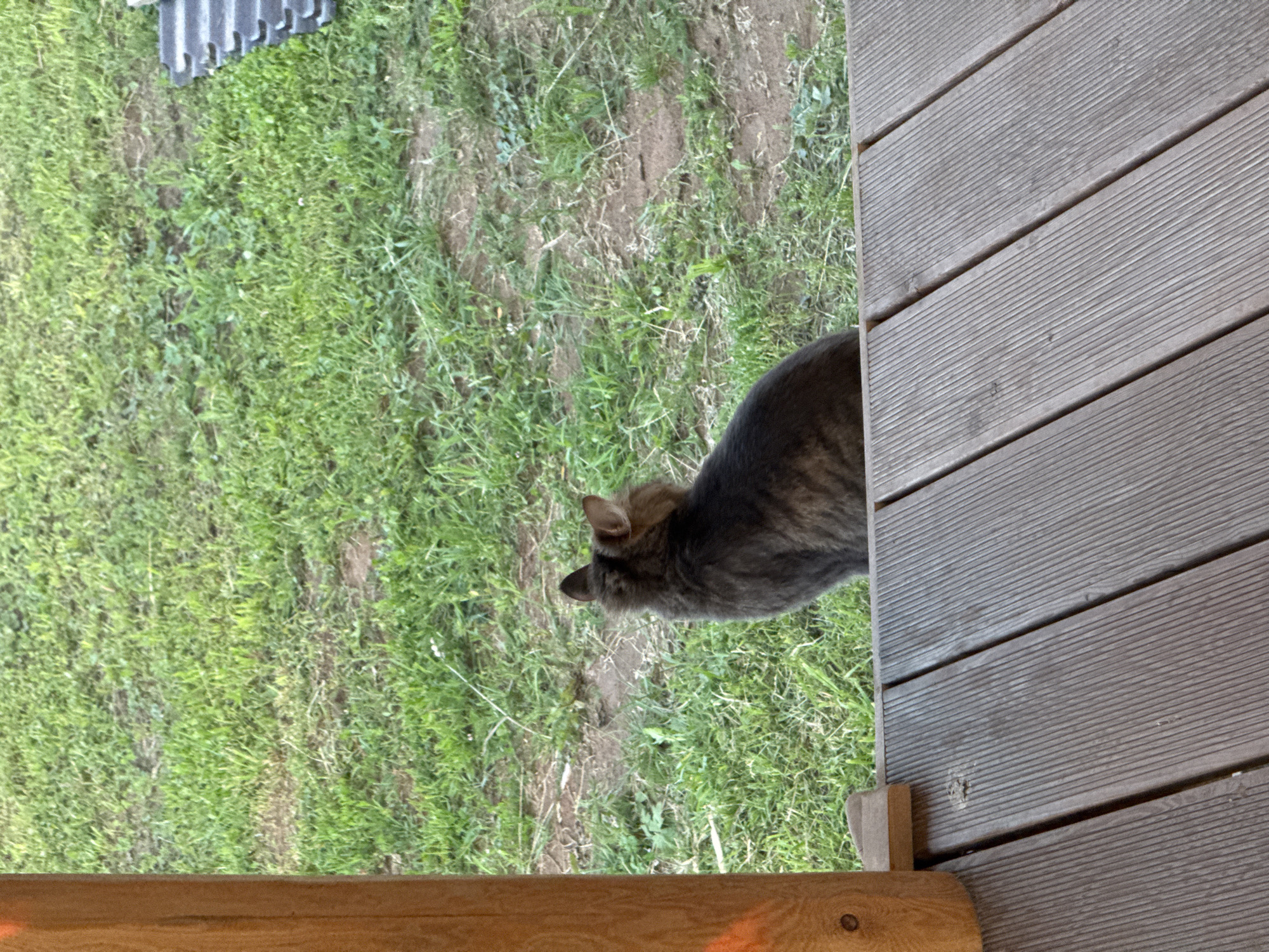 An outdoor scene captures a fluffy, dark-colored cat sitting on a wooden deck, facing away from the camera and looking towards a grassy area. The cat appears to be observing something in the distance. The foreground is dominated by the textured surface of the wooden deck, with visible planks running diagonally across the image. To the left, a portion of a wooden support post is visible. Behind the cat, a patch of green grass with some bare soil interspersed forms the immediate background. Further back, more grass and what appears to be a section of corrugated roofing material can be seen. The overall lighting suggests an overcast day. The image does not contain any identifiable landmarks or elements that would allow for pinpointing a specific location within Izhevsk, Russia.