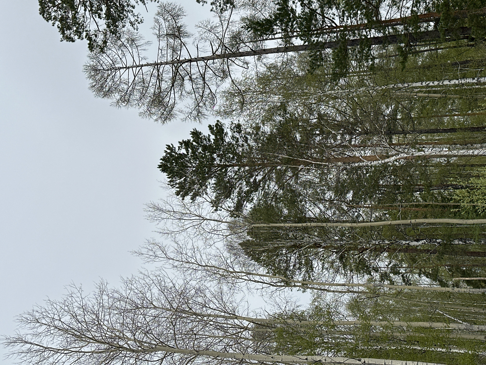 The image depicts a view looking up into a forest of trees in Sayansk, Russia, against a cloudy sky. The trees present are varied, with both bare deciduous trees (possibly birch or aspen due to the light-colored bark) and coniferous trees with green needles visible. Some trees show nascent leaves, suggesting it is springtime. The scene is set outside, and the absence of artificial structures indicates a location within a natural area or park in Sayansk. There are no people visible in the frame. The interaction is limited to the natural elements of the trees and the sky.