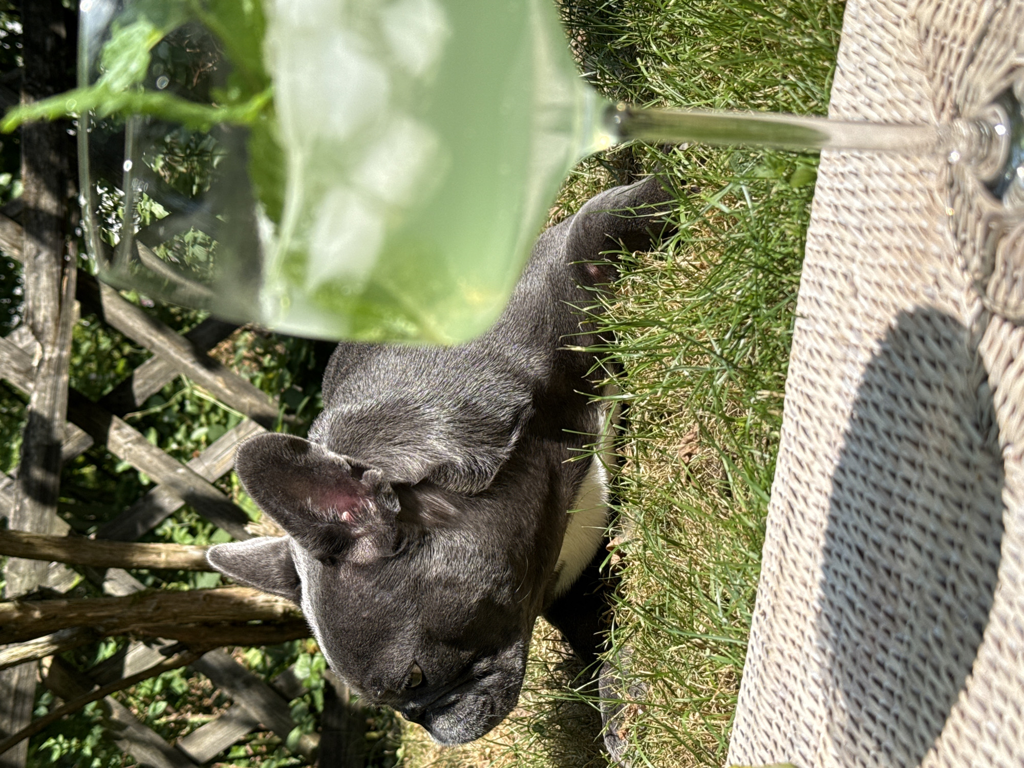 In the city of Bad Sachsa, Germany, on a sunny day, a grey French Bulldog rests on green grass in front of a wooden fence. To the right of the frame, a glass filled with a pale green beverage and ice, garnished with mint leaves, is in the foreground, partially obscuring the dog. The dog is lying down with its head turned to the left, its body facing the viewer's right. The background consists of lush greenery and the wooden fence. A woven placemat is visible in the lower part of the image, casting a shadow from the glass and an unseen object.