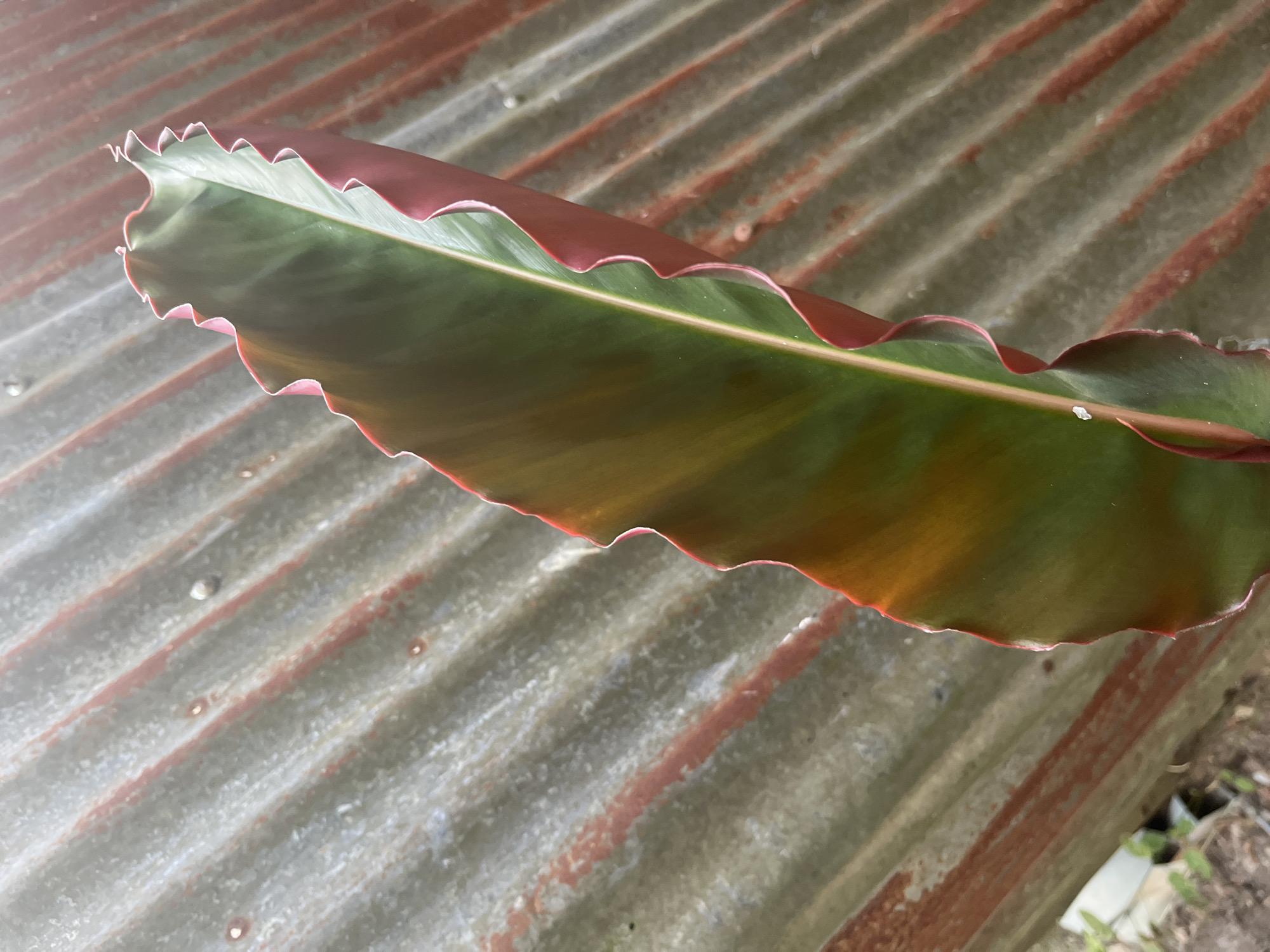 A close-up shot focuses on a single, elongated leaf with a ruffled, pinkish-red edge and a prominent central vein. The leaf is predominantly green, with a sheen that suggests it is healthy and well-hydrated. The texture of the leaf is smooth, with subtle variations in color that hint at light catching its surface. The background is dominated by a corrugated metal surface, showing signs of rust and weathering, with diagonal lines creating a repeating pattern. The overall impression is one of organic form juxtaposed against a utilitarian, weathered material. The image does not depict any people, actions, or interactions. The location is identified as Meliau Hulu, Indonesia.