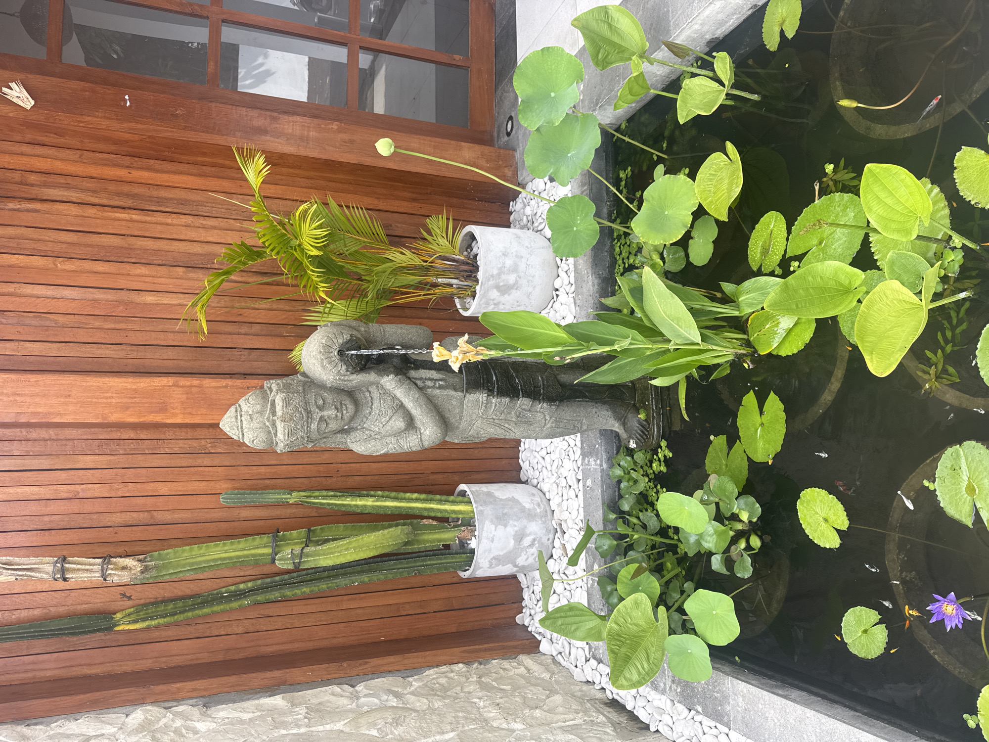 The image depicts an outdoor water feature with a variety of aquatic plants, a stone statue, and a wooden wall in the background. The water feature contains several potted plants with large, green leaves, as well as smaller floating plants. A single purple lotus flower is visible, along with a bud on a stem. The stone statue is of a figure holding a jug, from which water appears to be flowing. To the left of the statue are three tall, green cacti in a concrete pot. Behind the cacti and statue is a wall constructed of vertical wooden planks. To the right of the wooden wall is a glass door and window. The scene is further decorated with white pebbles around the base of the plants and statue. Several small fish, including some with orange coloration, are swimming in the water. The location is identified as Kuta Selatan, Indonesia.
