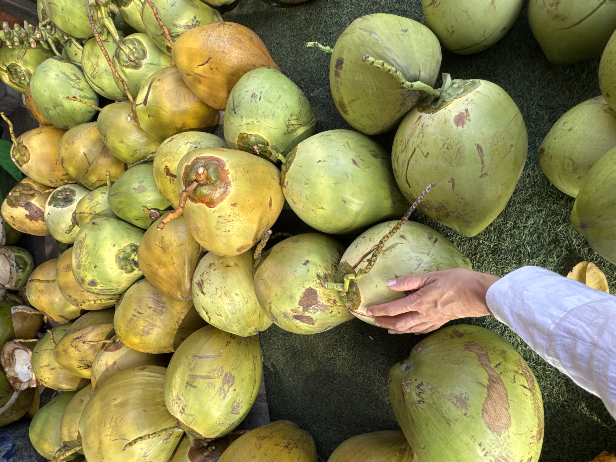 The image shows a pile of green and yellow coconuts in Unknown, Indonesia. A hand reaches towards the coconuts. The surface beneath the coconuts appears to be green.