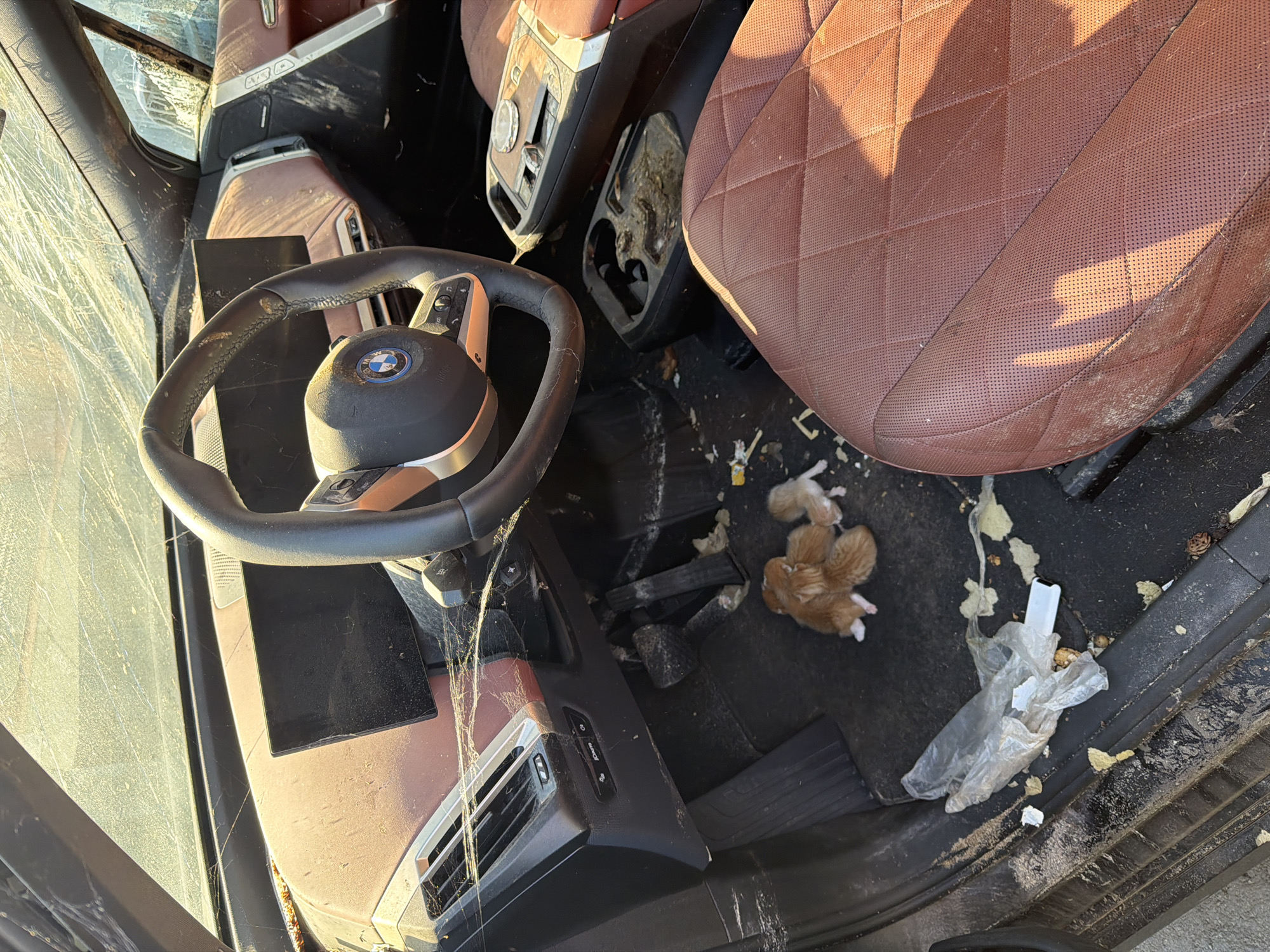 The interior of a vehicle is shown, likely a BMW based on the steering wheel logo. The front driver's seat and steering wheel are prominently visible. The interior is dirty and disheveled. Several orange-colored kittens are located on the floorboard. The vehicle's interior surfaces, including the seats, dashboard, and center console, are covered in dirt and grime. Debris, including what appears to be food wrappers and other trash, is scattered on the floor. The location and specific circumstances surrounding the image are unknown.