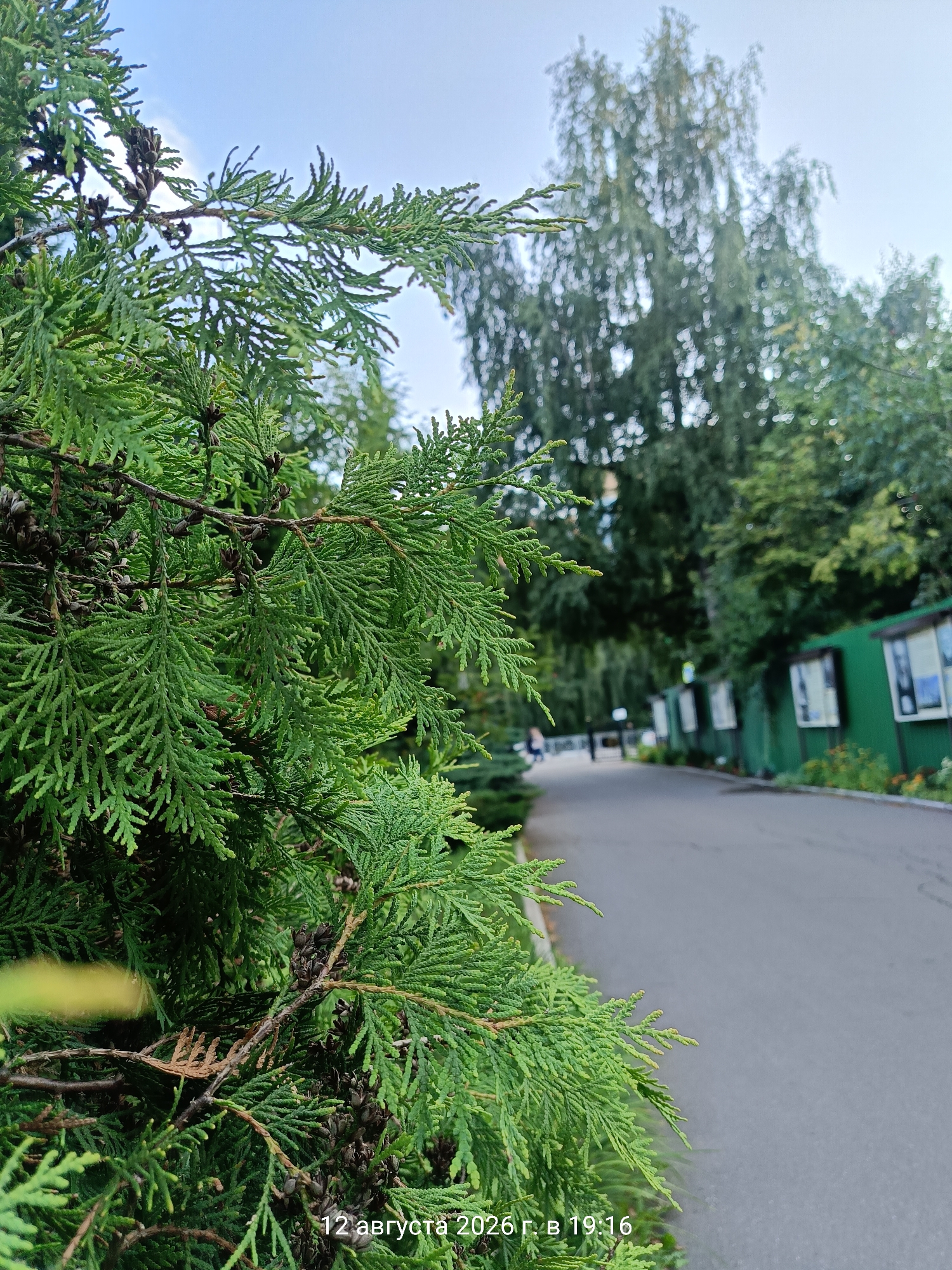 The image shows a close-up of green coniferous branches in the foreground, with a paved path and a green fence with display boards in the background. The path recedes into the distance, lined with trees. The sky is visible above, with some clouds. The timestamp "12 августа 2026 г. в 19:16" is present in the bottom right corner. The overall scene depicts an outdoor public space, possibly a park or an exhibition area.