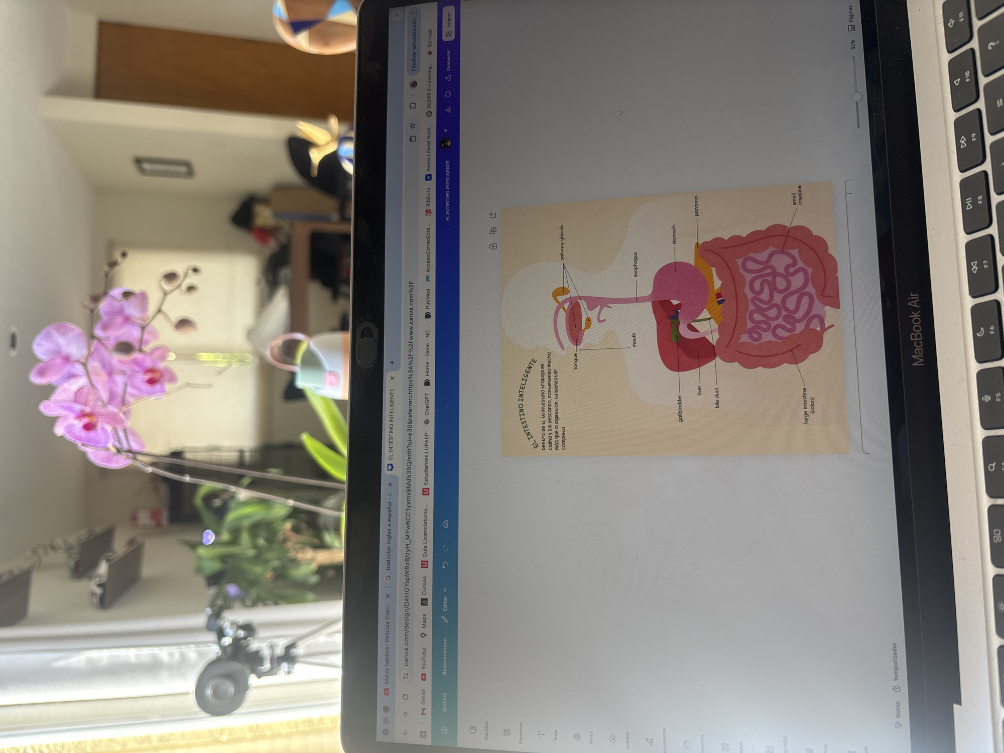 A top-down close-up shot shows a laptop screen displaying an image of the human digestive system, with a visible part of the MacBook Air keyboard on the right edge. The screen is open and the "Canva" website is open on the left, showing the design being edited.
A muted purple orchid is partially in frame to the left of the laptop, along with other greenery, suggesting an indoor setting. A window is visible in the background. Based on the appearance of the window, indoor plants, and the laptop being used, the location might be a home or office space, however, it is not possible to determine that it is in the city of Puebla, Mexico, with the given information.