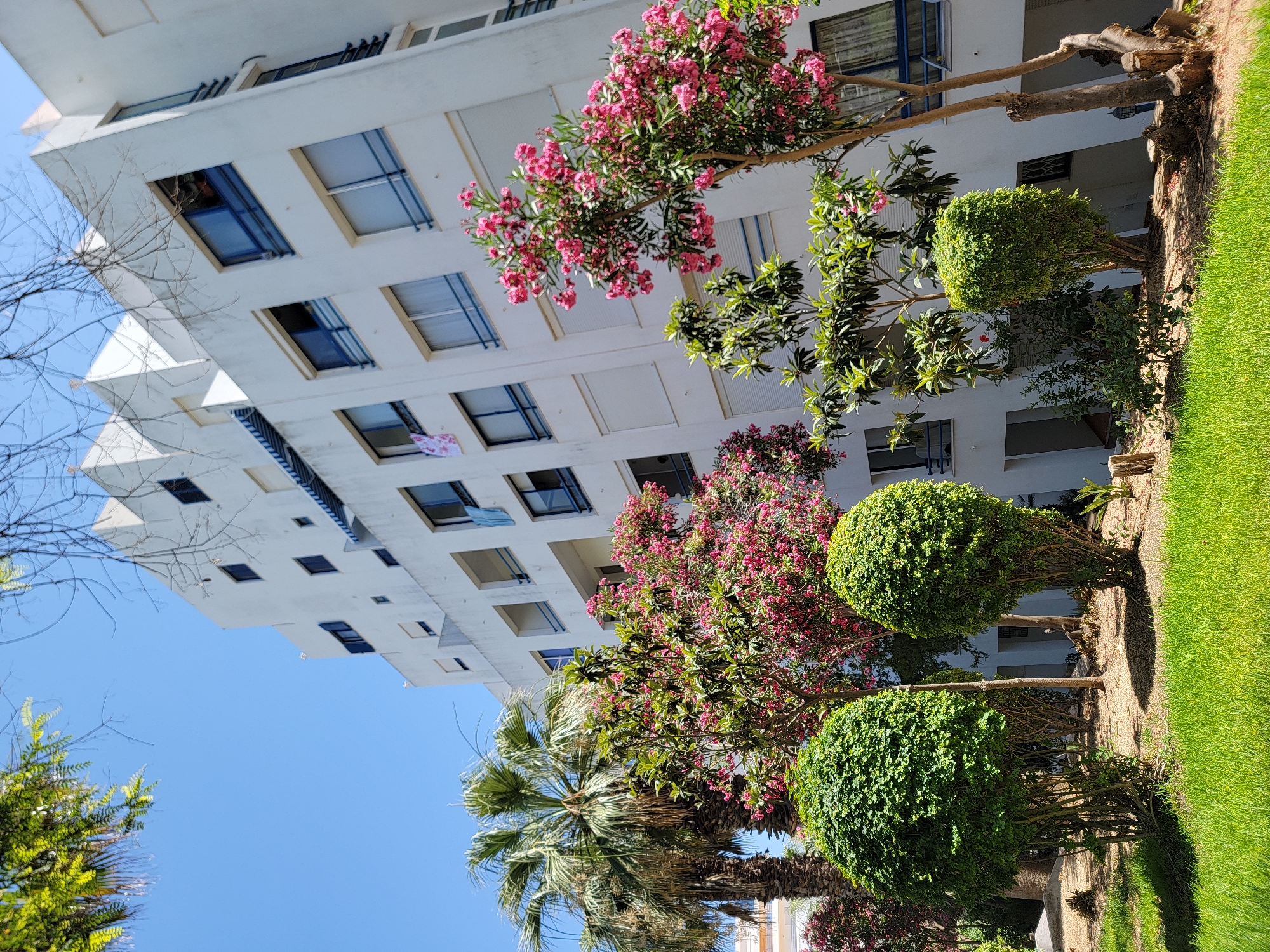The image depicts a bright, sunny day in Quarteira, Portugal, showcasing a multi-story white building with numerous windows. The building has a modern architectural style with tiered sections and balconies. In front of the building, there is a vibrant garden area with lush green grass, well-maintained bushes, and several trees. Two prominent palm trees stand on the left side of the frame. In the center and right, there are trees laden with abundant pink flowers, likely oleander. The ground is covered with a mix of soil and grass, with some fallen leaves scattered around. The sky is a clear, deep blue, indicating good weather. No people are visible in the scene.