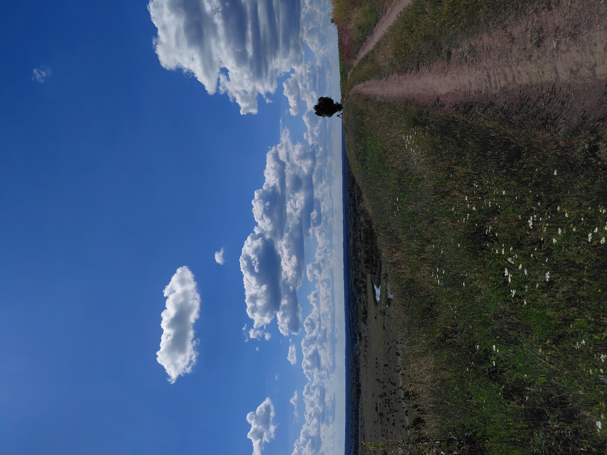 A dirt road curves along a grassy hilltop, leading towards a solitary tree silhouetted against a bright blue sky dotted with white, puffy clouds. The landscape stretches out below, a tapestry of green fields and dark trees, bisected by a meandering river. The sun is high, casting sharp shadows. The scene is devoid of people and any signs of human activity beyond the road itself.