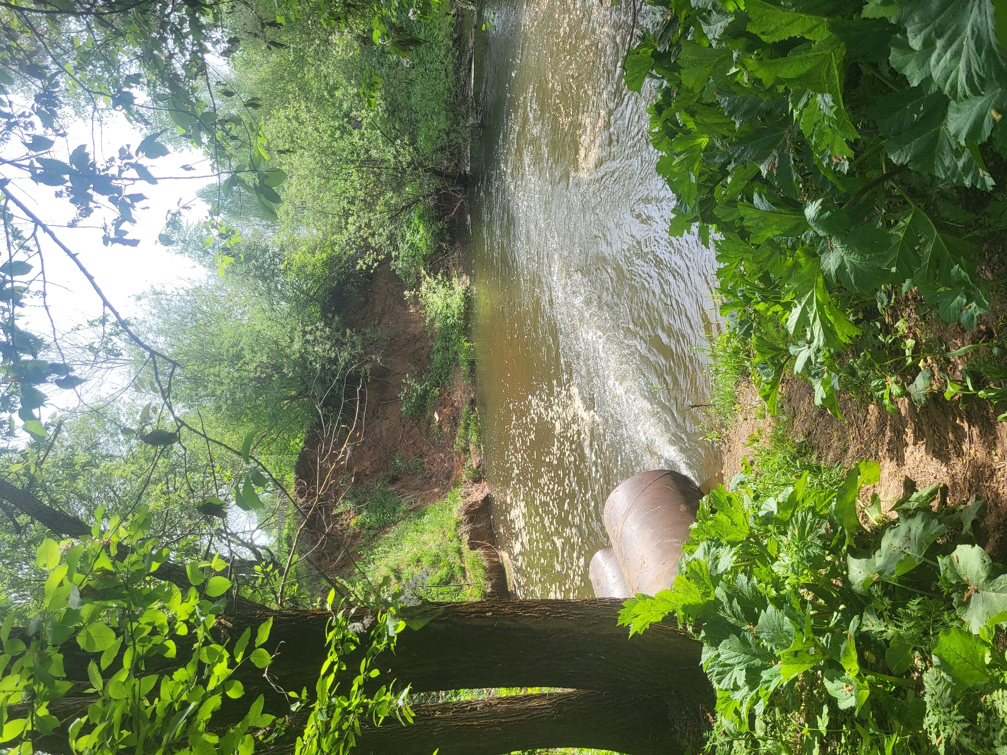 The image shows a river flowing through a wooded area. A pipe empties into the river, creating foam and turbulence. The banks of the river are lined with vegetation, including large-leafed plants, possibly hogweed. A tree trunk is in the foreground. The location is identified as Зипуново, Russia.