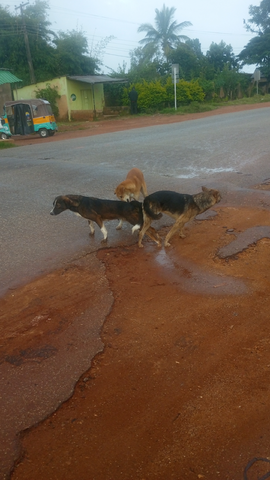 Three stray dogs are standing on a wet, reddish-brown asphalt road in Kuru Karama, Nigeria, under an overcast sky. One dog, a tan-colored medium-sized breed, is positioned further back, facing left. In front of it, a black and brown mottled dog with white paws stands facing left, its body slightly hunched. To the right of this dog, a larger black and tan dog, possibly a German Shepherd mix, is facing away from the viewer and to the right, with its hindquarters visible. The road surface is marked by puddles and damp patches, suggesting recent rainfall. In the background, there are various trees and vegetation, a light green building with a gray corrugated metal roof, and a colorful auto-rickshaw parked on the side. The overall atmosphere is muted due to the cloudy weather.