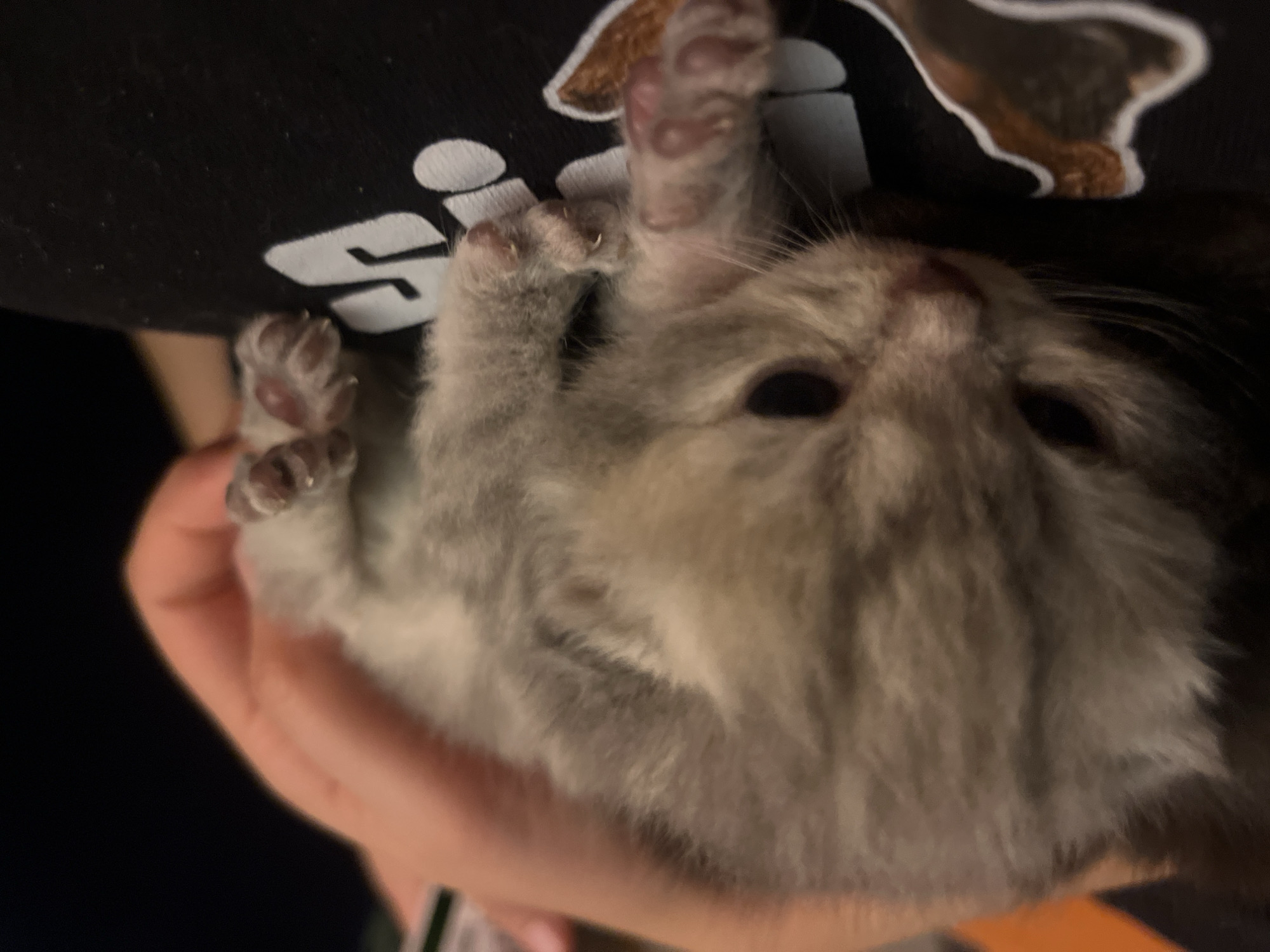 A close-up shot shows a kitten being held in someone's hand. The kitten has grey and white fur and small pink paw pads visible on its outstretched paws. The background includes a black shirt with a white graphic design and a brown graphic design, slightly out of focus. The setting of Tel-Aviv, Israel cannot be determined from the image.