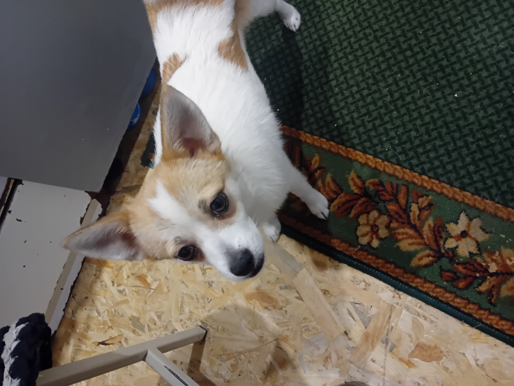 A small dog with tan and white markings stands on a rug with a floral pattern. The dog is looking up and to the left. The floor is made of oriented strand board. A white chair is partially visible on the left side of the image. The scene appears to be indoors, likely in a home. There is no information provided that would allow for the identification of the location in the city of Chuhuiv, Ukraine.