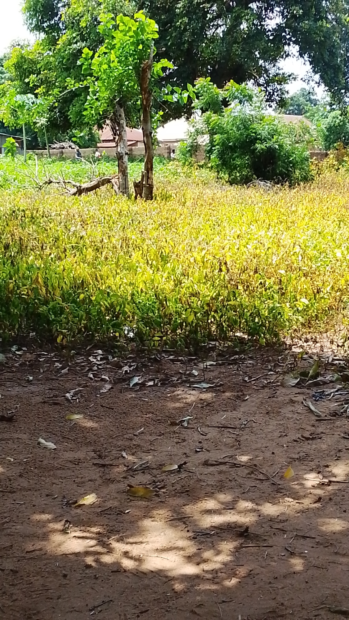 The media file depicts an outdoor scene in Donga, Nigeria, under what appears to be a sunny day, casting dappled shadows on the ground. The foreground is a dusty, brown path strewn with fallen leaves and twigs.
In the midground, a dense field of vegetation dominates, characterized by a mix of green and yellowish-brown plants, suggesting a dry or fading season. Two trees stand prominently in front of this field. The tree on the left has a lighter, rough-barked trunk and is adorned with vibrant green leaves. The tree on the right has a darker, more weathered trunk and appears to be partially dead or pruned, with some new green growth emerging. Behind these trees, further vegetation and hints of buildings with brick walls and tin roofs are visible, suggesting a rural or semi-rural settlement.
The overall setting is natural and appears uncultivated in the foreground and midground, with signs of human habitation in the background. No specific activity is clearly depicted, but the scene conveys a sense of everyday life in a warm, possibly tropical environment. The lighting suggests it is daytime, likely late morning or early afternoon due to the quality of the shadows. There is no visible text in the media file.