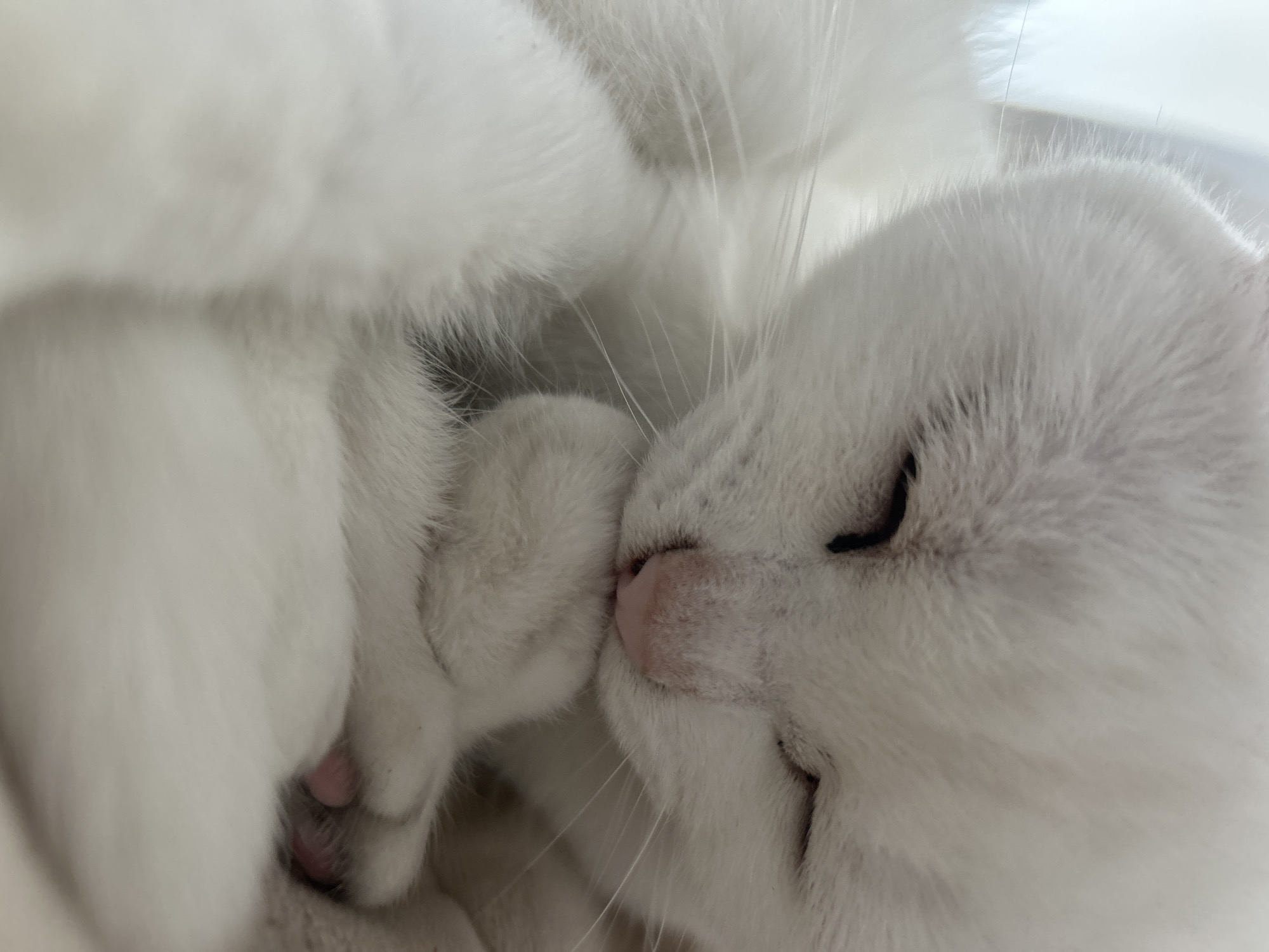 A domestic cat with dense white fur is depicted in a close-up, vertical composition. The animal is located within an indoor environment in the city of Chaikovsky, Russia. The cat's eyes are closed, and its prominent pink nose is visible. Its left front paw is raised to its mouth/muzzle area, with several pink paw pads clearly exposed, indicating a posture consistent with self-grooming or deep rest. Long white vibrissae (whiskers) extend from the muzzle. The background is uniformly light and out of focus, providing no additional specific environmental features. No other subjects or objects are discernible.