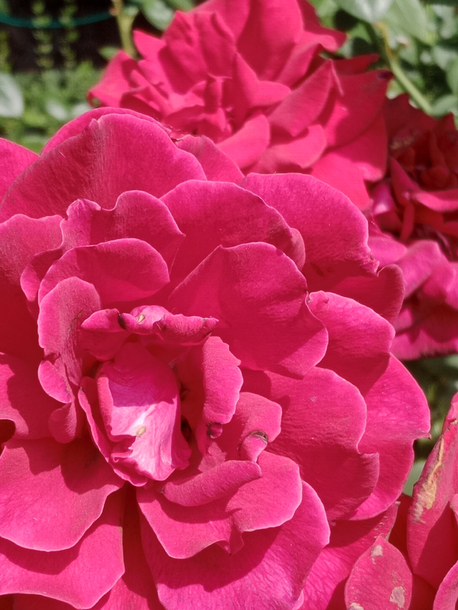 The image is a close-up, detailed shot of several vibrant pink rose blooms. The focus is on the intricate texture and layering of the petals, with some petals appearing ruffled and others smoother. Sunlight highlights the rich color and casts soft shadows, revealing the delicate curves and folds. In the background, blurred green foliage suggests an outdoor garden setting. The image does not contain any identifiable landmarks or information that would suggest a specific location in Bydgoszcz, Poland.