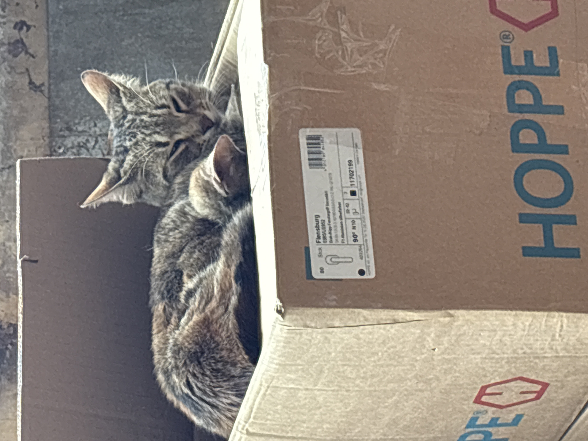 A tabby cat is sleeping in a cardboard box labeled "HOPPE". A product label on the box is visible, with "Stck Flensburg 0385/US952" and "11702199" printed on it.