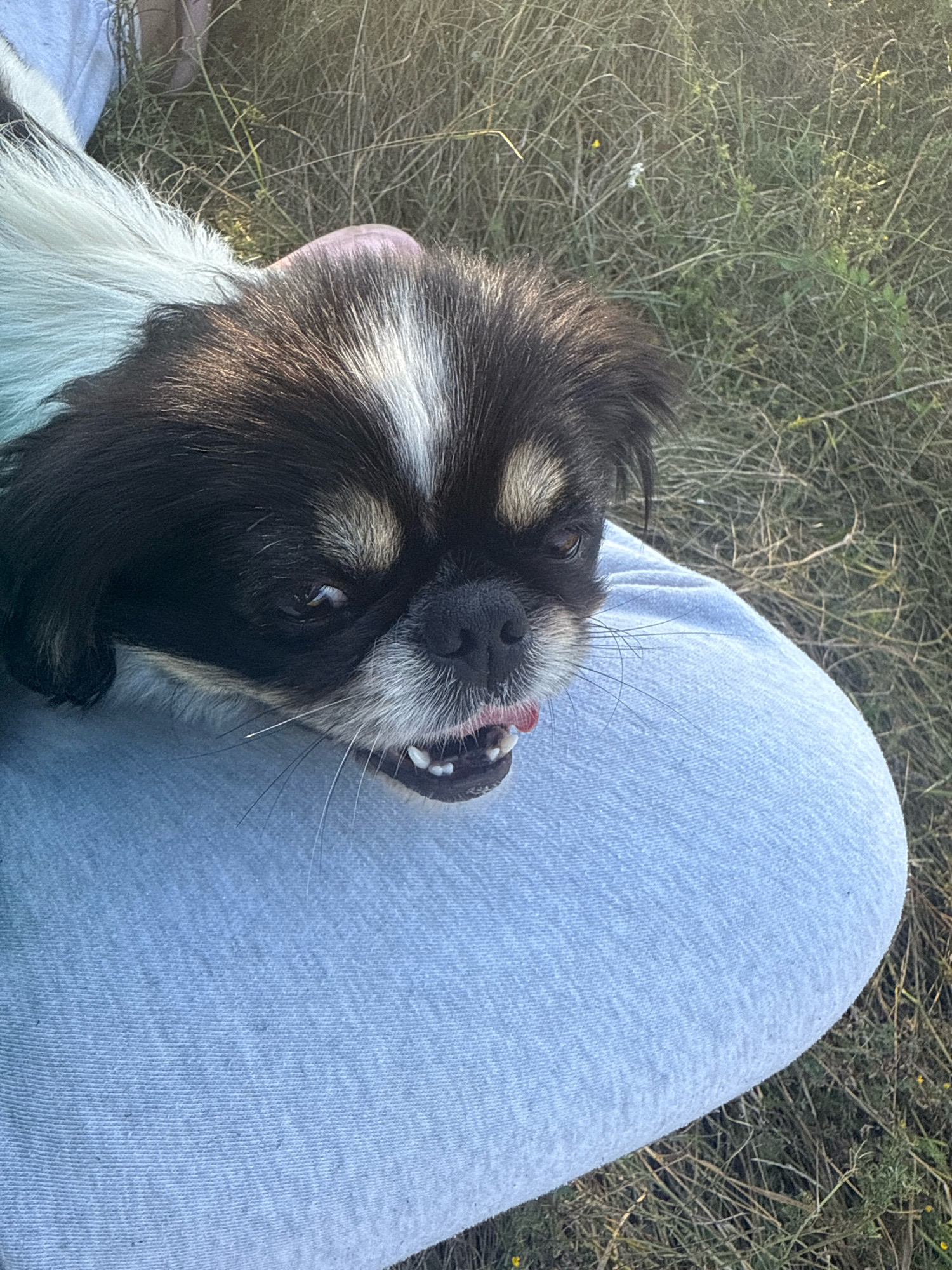 An outdoor, eye-level, medium shot captures a small dog with black, white, and tan fur, resting on a person's lap. The dog's face is directed towards the camera, with its mouth slightly open, revealing its tongue and teeth. The dog's fur is long and shaggy, particularly around its head and neck. The person's legs are covered in light blue jeans, and their upper body is out of frame. The background consists of dry, tall grass and a scattering of small yellow flowers, indicative of a rural or park-like setting. The lighting suggests it is daytime, likely late afternoon due to the warm tones in the grass. The image was taken in the city of Kuna, Ukraine.