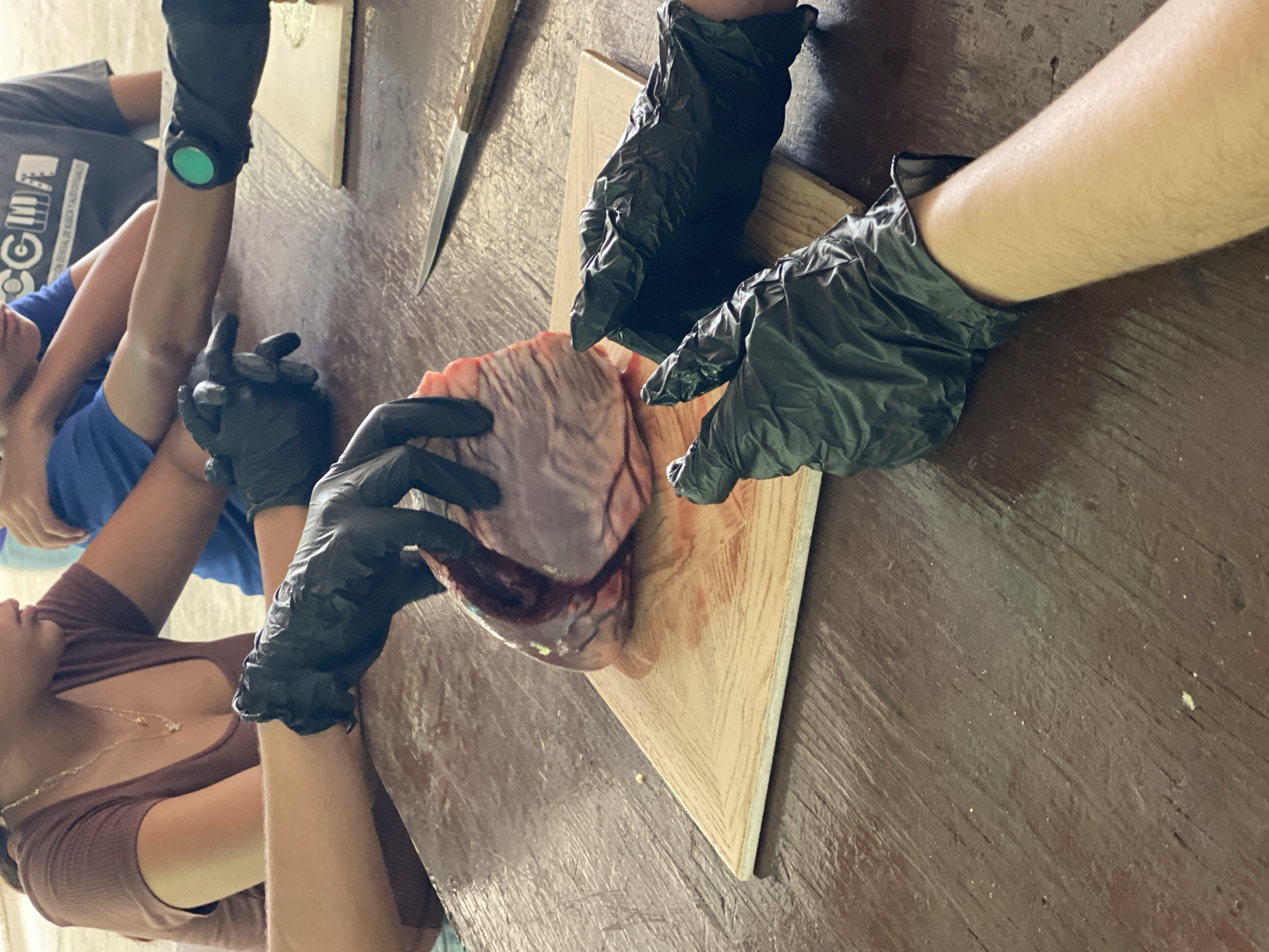 Tinaquillo, Venezuela. Four individuals are dissecting a heart on a wooden cutting board placed on a wooden table. All participants are wearing black gloves. A knife is visible near the board. The individuals are wearing casual clothing: a brown top with a necklace, a blue t-shirt, and a gray t-shirt with a logo. One person wears a smartwatch.