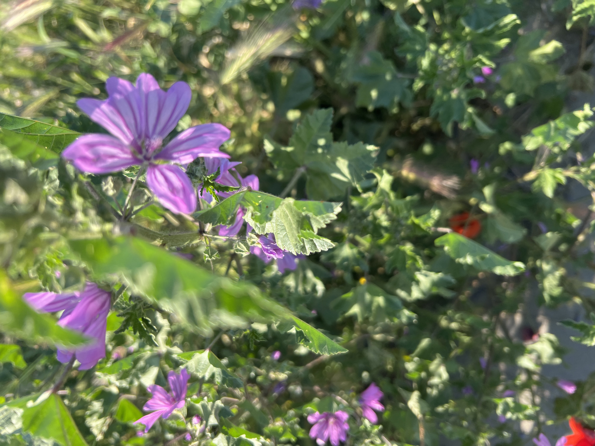 The image shows a close-up of a patch of blooming mallow flowers (Malva sp.) amidst lush green foliage. The flowers are predominantly purple, with some appearing lighter in color. The leaves are green and have a slightly rough texture. A single seed head from a grass species is visible near the top center of the frame. In the background, there are also two red objects, possibly small fruits or berries. The location is assumed to be in the city of Plovdiv, Bulgaria. The scene depicts a natural setting, possibly a garden, meadow or roadside area, where these mallow plants are thriving. The lighting suggests that the photo was taken during daylight hours.
