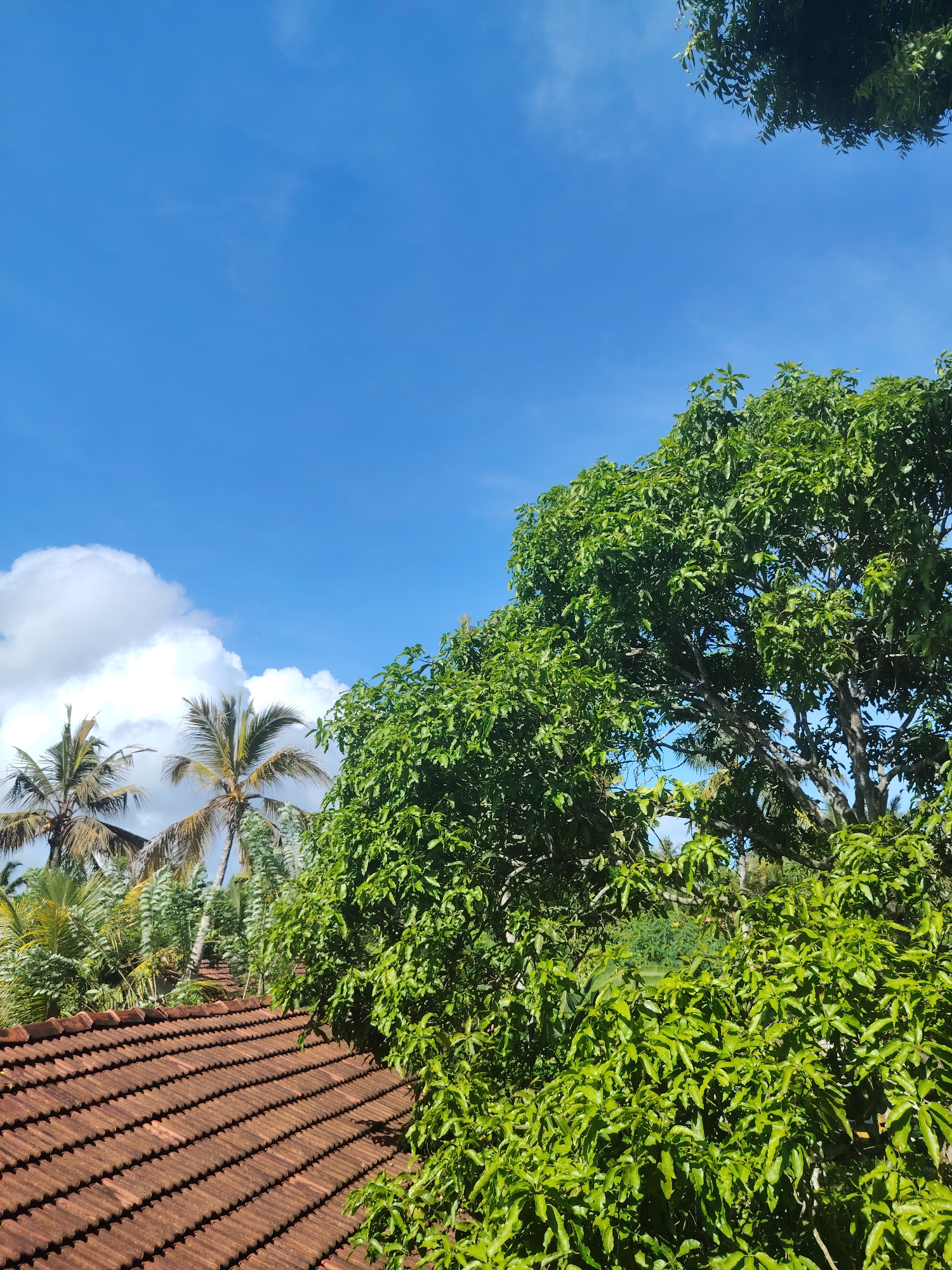 The image presents a bright, sunny daytime scene dominated by a clear blue sky and lush green vegetation. The upper half of the frame features an expansive, vibrant blue sky, with a cluster of fluffy white cumulus clouds visible on the left side.
In the lower portion of the image, the reddish-brown tiled roof of a building is visible, sloping downwards from the mid-left towards the bottom right corner. The tiles have a corrugated or ridged texture.
Surrounding and above the roof, a variety of trees create a dense green canopy. On the left side, several tall palm trees with their distinctive fronds stand against the sky, some appearing a bit drier or older. To the right, a large tree with abundant, broad, bright green leaves fills a significant part of the frame, its branches and trunk visible through the foliage. Other smaller green plants and trees are also discernible in the background.
The scene suggests a tropical or subtropical climate due to the presence of palm trees and the dense, vibrant foliage. The bright sunlight indicates it is either morning or early afternoon on a clear weather day. There are no people, animals, or visible text in the image.
