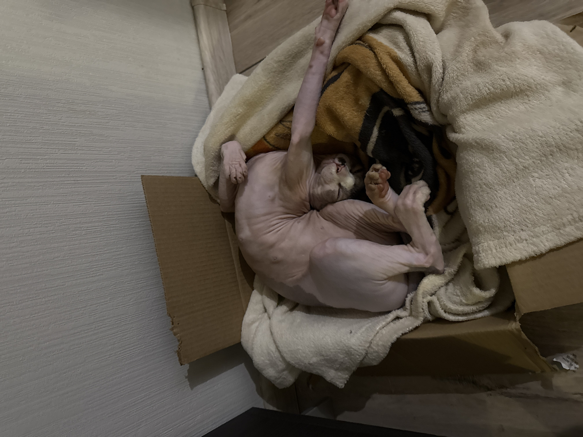 A hairless cat rests in a cardboard box filled with plush blankets. The cat is positioned on its back, with one arm extended upwards and its legs tangled near its head. The box sits near a wall with textured paint.