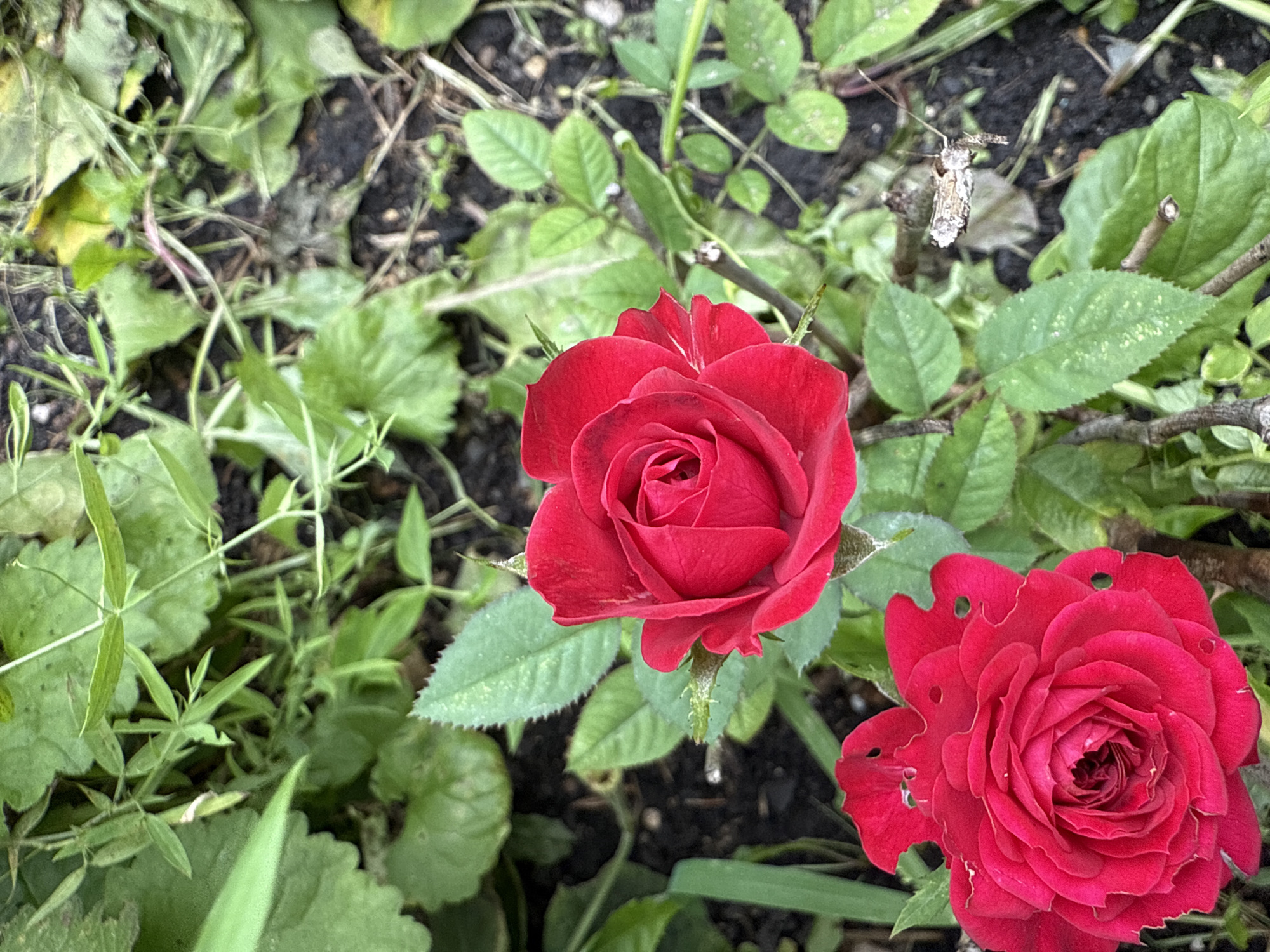 The image shows two vibrant red roses with visible petals and leaves, set against a backdrop of green foliage and dark soil. The roses appear to be in a garden or natural setting. The scene is brightly lit, suggesting daylight. There are no people or animals visible in the image. The environment appears to be an outdoor, possibly overgrown area, with a mix of cultivated plants and wilder vegetation. The specific location in Kamensk-Uralsky, Russia, cannot be determined from the visual information provided in the image.