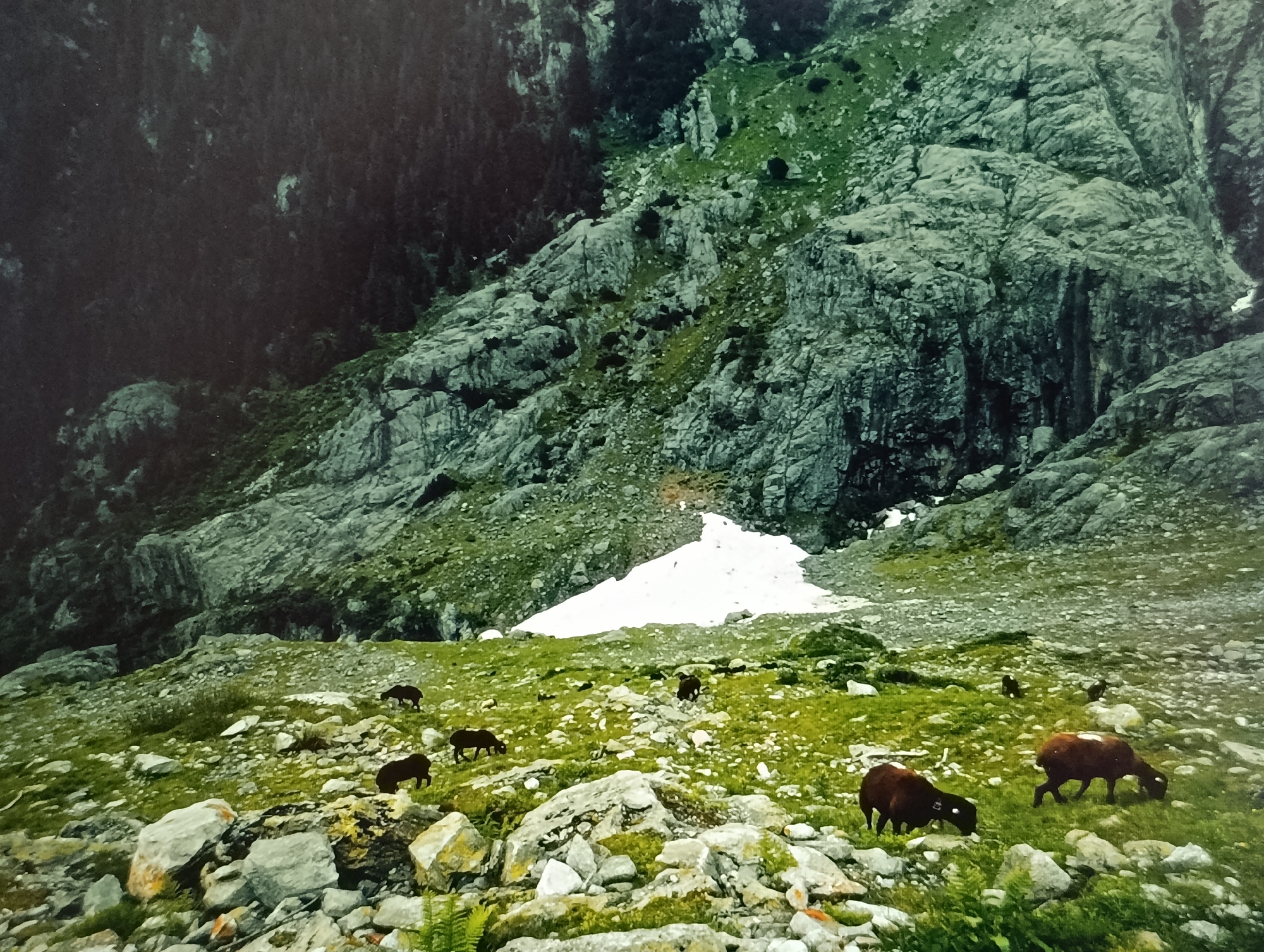 The image depicts a mountainous landscape with sparse vegetation and rocky terrain. Several dark-colored animals, likely sheep or goats, are scattered across a grassy slope. One animal in the foreground is grazing, while others are further up the slope. A patch of white, likely snow or ice, is visible in the middle ground. The background shows a steep, rocky mountain face covered in dark trees. The scene suggests a natural, outdoor environment, possibly in a rural or wilderness area. There is no indication of the city of Dubăsari town council, Moldova, in the image.
