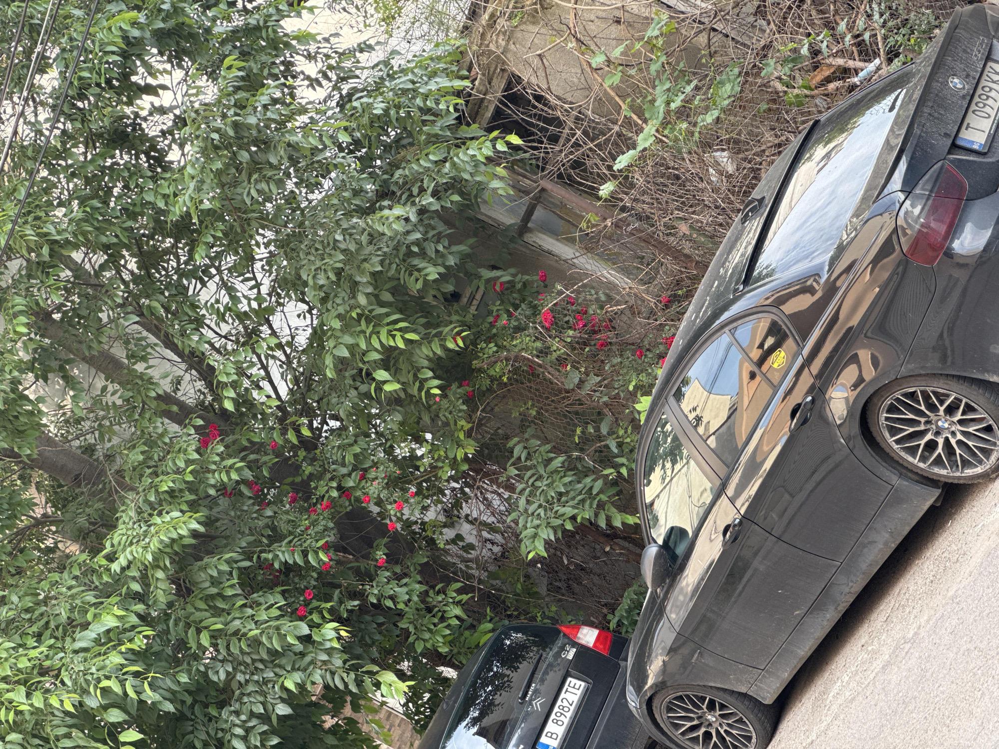 This image captures an outdoor scene with two parked cars amidst lush, overgrown greenery and a dilapidated structure. The perspective is tilted, making the cars appear to be on a steep incline.
In the foreground and to the right, a black BMW sedan is parked, showing visible dust on its body and intricate multi-spoke alloy wheels. Its rear license plate, "T 0999 KK," is from Bulgaria. Reflections in its windows show what appears to be a building and the sky. A yellow sticker is visible on its rear passenger window.
To the left and partially obscured by foliage, a black Citroën hatchback is parked. Its rear license plate, "B 8982 TE," is also Bulgarian, specifically indicating Sofia. The text "MASTER" and a "C2" badge are visible on its rear.
Dominating the central and left parts of the image is dense green foliage, thick with leaves and interspersed with numerous small, vibrant red flowers, likely roses, climbing over a structure. Behind this greenery, parts of a weathered, possibly concrete or stone, structure are visible. An old, broken window frame within this structure suggests a neglected or abandoned building, with dry, thorny branches further indicating overgrowth.
The scene takes place during the daytime, under what appears to be clear or lightly overcast skies, as indicated by reflections in the car windows. No human activity is visible. The Bulgarian license plates confirm the location context of Varna, Bulgaria.