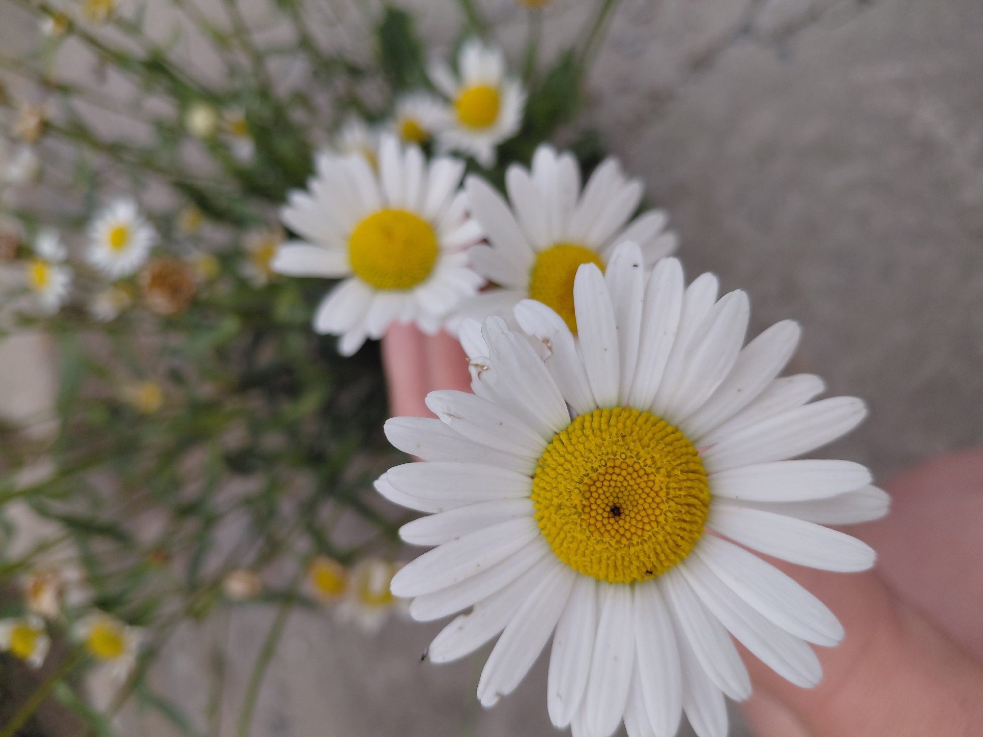 A close-up, eye-level, outdoor shot features a hand gently holding a cluster of daisies. The daisies are in various stages of bloom, with some fully open and others still budding. The prominent daisy in the foreground is in sharp focus, showcasing its white petals and bright yellow center. The background is softly blurred, revealing more daisies and green foliage, suggesting a natural or garden setting. The ground appears to be concrete, hinting at an urban or park environment. The lighting is natural daylight, creating soft shadows and highlighting the delicate textures of the flowers. There is no identifiable information in the image to suggest the location is in Novosibirsk, Russia.
