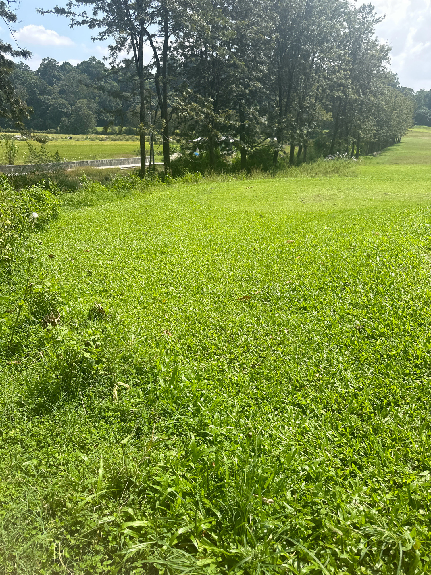 This image captures a lush, green landscape in Gokarneshwar, Nepal. A large expanse of well-maintained grass dominates the foreground, suggesting a park or recreational area. Beyond the grassy field, a line of tall trees stands prominently, their leaves forming a dense canopy. In the distance, a hazy background reveals more greenery, possibly agricultural fields or rolling hills, characteristic of the Nepalese countryside. The sky above is a clear blue, with a few scattered white clouds. The overall impression is one of natural beauty and tranquility.