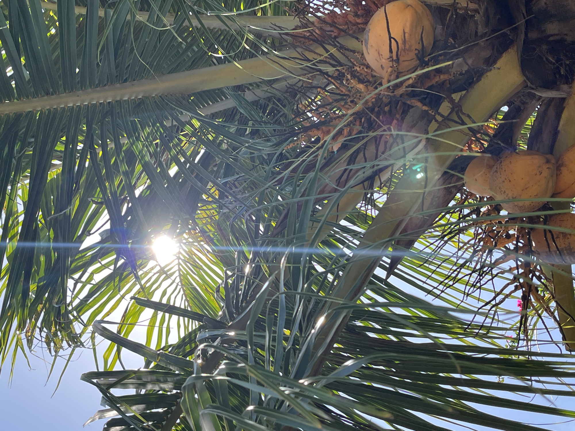 The image shows a view looking up into a palm tree in Kuta Selatan, Indonesia. Palm fronds with green leaves extend across the frame, obscuring much of the clear blue sky. The sun shines through the fronds, creating lens flare. Coconuts are visible hanging from the tree, appearing as yellowish-brown, round objects. Dried palm fronds and stems also appear intertwined with the coconuts.