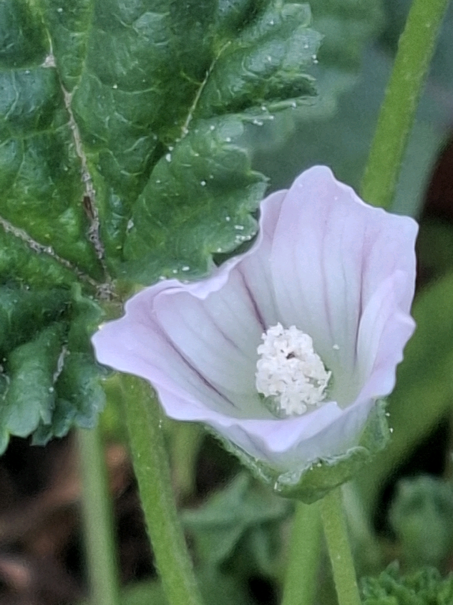 The image is a close-up, eye-level shot of a pale pink mallow flower with visible dark veins on its petals. The flower is in the foreground, with its center containing a fuzzy cluster of white stamens. To the left of the flower, a large, green, veined leaf is prominent, with some small white speckles on its surface. The background is blurred, consisting of green foliage and stems, suggesting an outdoor environment. The scene is well-lit, likely in natural daylight.
The image does not contain any specific landmarks or contextual information that would allow for its precise location within the city of Almaty, Kazakhstan. It is a general botanical photograph.