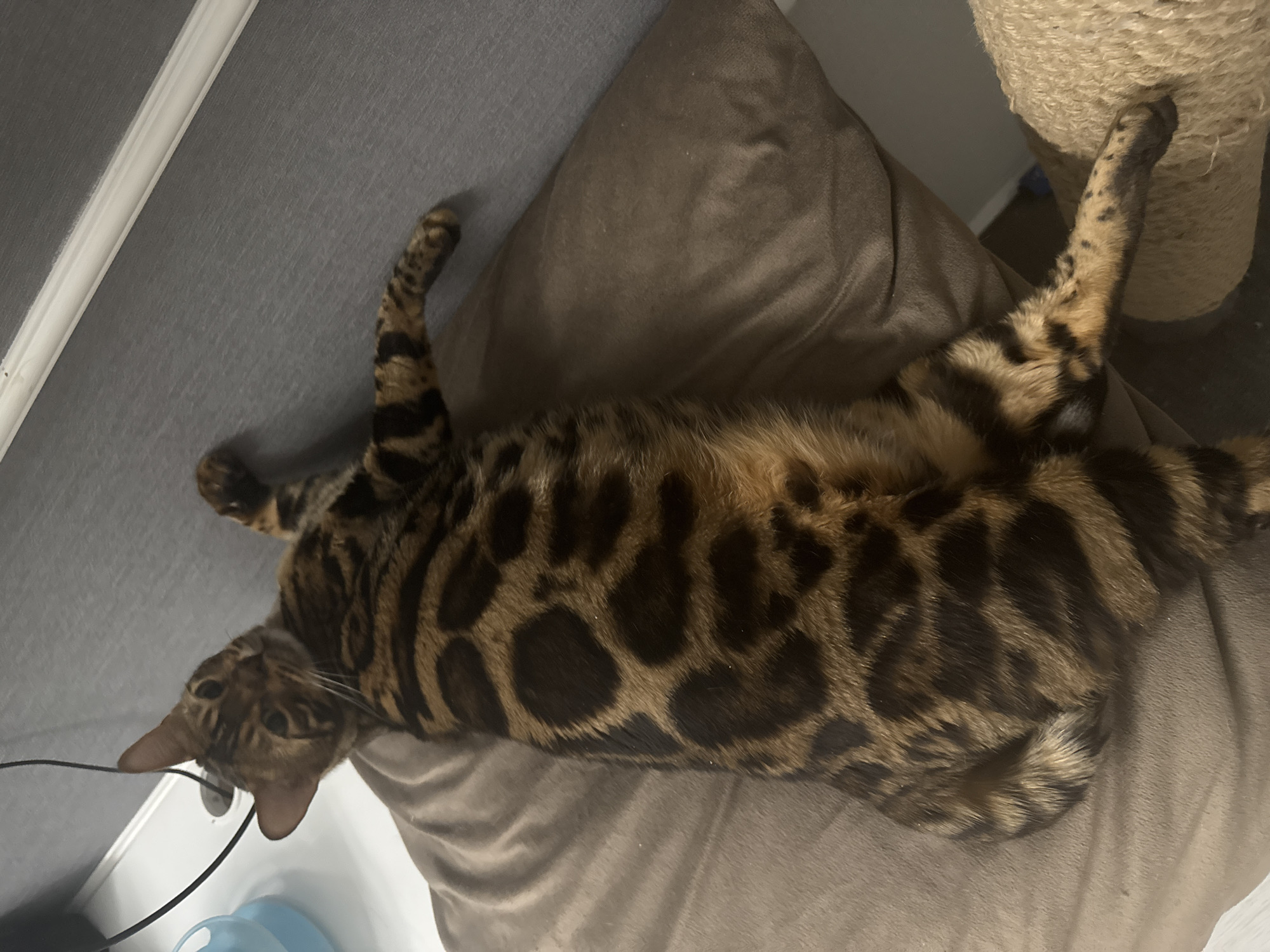 A Bengal cat lies on its back on a brown cushion. The cat has distinctive dark brown spots on a lighter brown coat. One leg is raised and stretched near a scratching post. The other leg is also raised, near a gray surface. The cat's head is near a white wall and some objects including a blue cup and a black cord. There is no information to suggest that the photo was taken in Ulyanovsk, Russia.