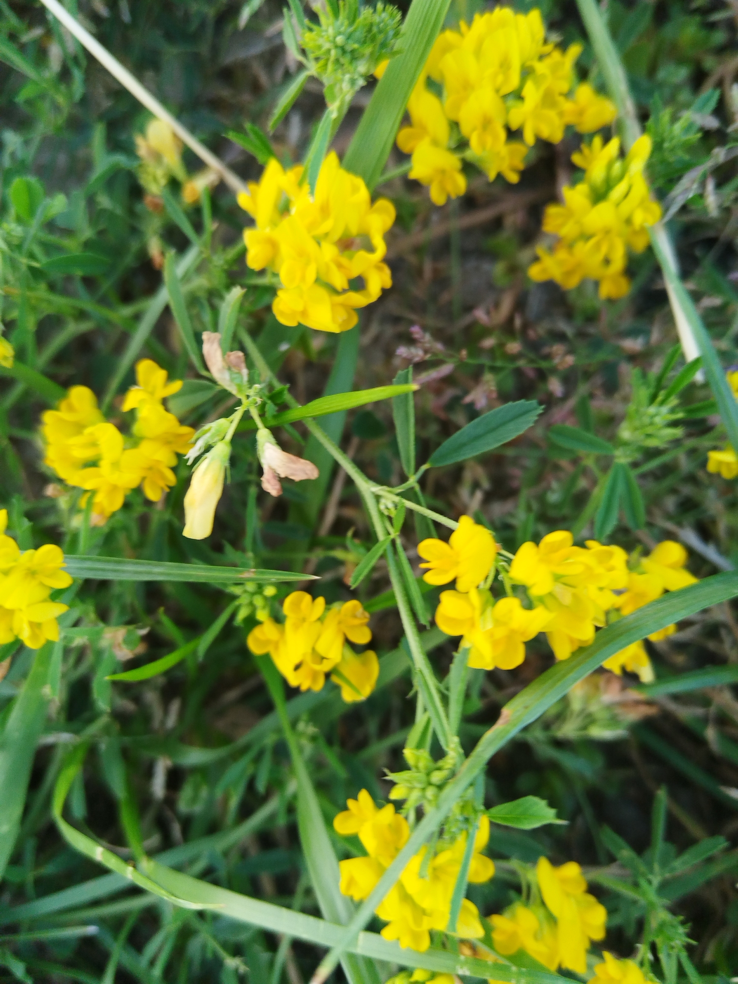 The image is a close-up, outdoor shot of a patch of yellow flowers with green foliage. The flowers appear to be clustered in small bunches and are the dominant feature of the image. Some of the flowers are in focus, while others are blurred, suggesting a shallow depth of field. The background is a mix of green leaves and darker, out-of-focus areas. There are no people or discernible human activity. The lighting suggests it is daytime, possibly overcast given the softness of the light. The image does not provide any visual cues to suggest a specific location within the city of Brest, Belarus, or any other geographical area.