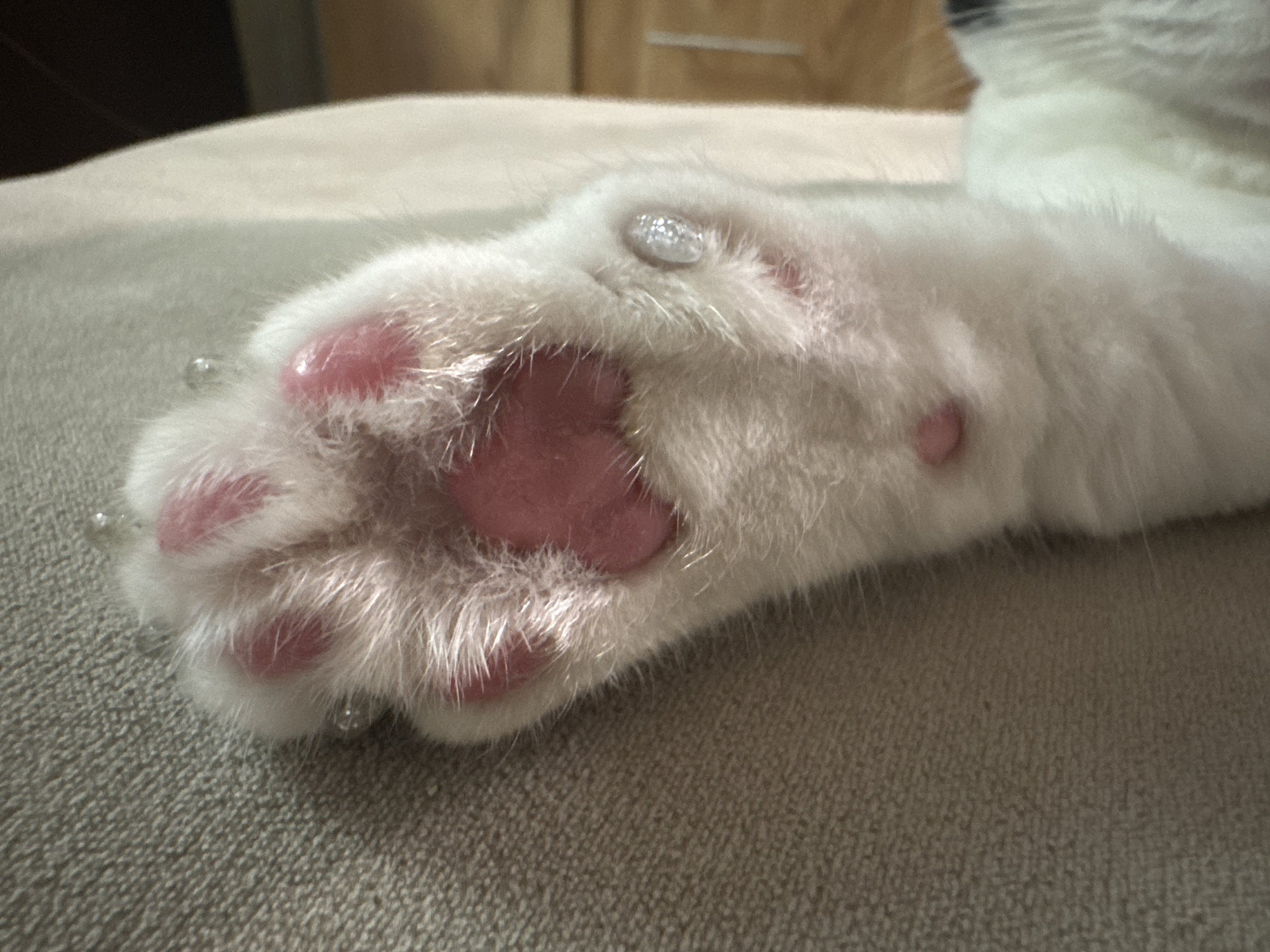 The image displays a close-up view of a white cat's left front paw resting on a textured, light brown or grey fabric surface, likely a sofa or carpet. The cat's paw is characterized by soft, white fur and distinct pink toe beans. Visible on the tips of several claws are clear, gel-like caps, often referred to as soft claw covers or nail caps. These caps appear somewhat reflective, with a subtle glittery texture, particularly on the larger cap situated above the main paw pad. Another smaller cap is visible further down the paw, near the digits. The cat's paw appears relaxed, and the overall lighting suggests an indoor setting. No human subjects or visible text are present in the image. This scene takes place in Chaikovsky, Russia.