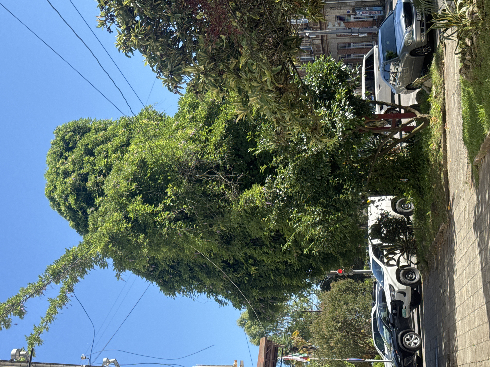 The image shows a dense, overgrown tree with green foliage dominating the center. A branch of the tree extends upwards and to the left, appearing to support overhead power lines. Several cars are parked on a street in front of the tree, including a white SUV and a black sedan. To the right of the tree, a silver sedan is parked. Behind the cars and tree, a multi-story brick building with arched windows is visible. The scene appears to be a street in a city, likely Sokhumi, Abkhazia, given the context. The sky is clear and blue, indicating daytime.