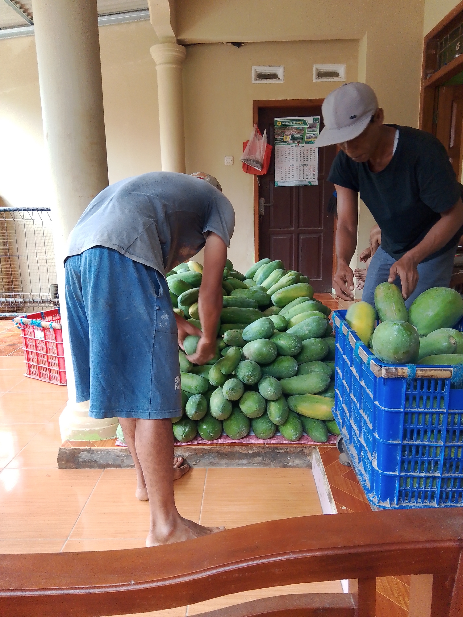 In Adimulya, Indonesia, two men are pictured sorting a large pile of green papayas. The papayas are stacked on a tiled floor in front of a building with a light-colored facade and brown trim. The man on the left, wearing a gray t-shirt and blue shorts, is bent over and reaching for a papaya. The man on the right, wearing a black t-shirt and a light gray baseball cap, is standing and holding a papaya, placing it into a blue plastic crate. A red plastic crate is visible to the left of the papaya pile. In the background, a wooden door with a calendar and a red plastic bag hanging on it is visible. The scene suggests a commercial or agricultural setting where papayas are being prepared for sale or distribution.