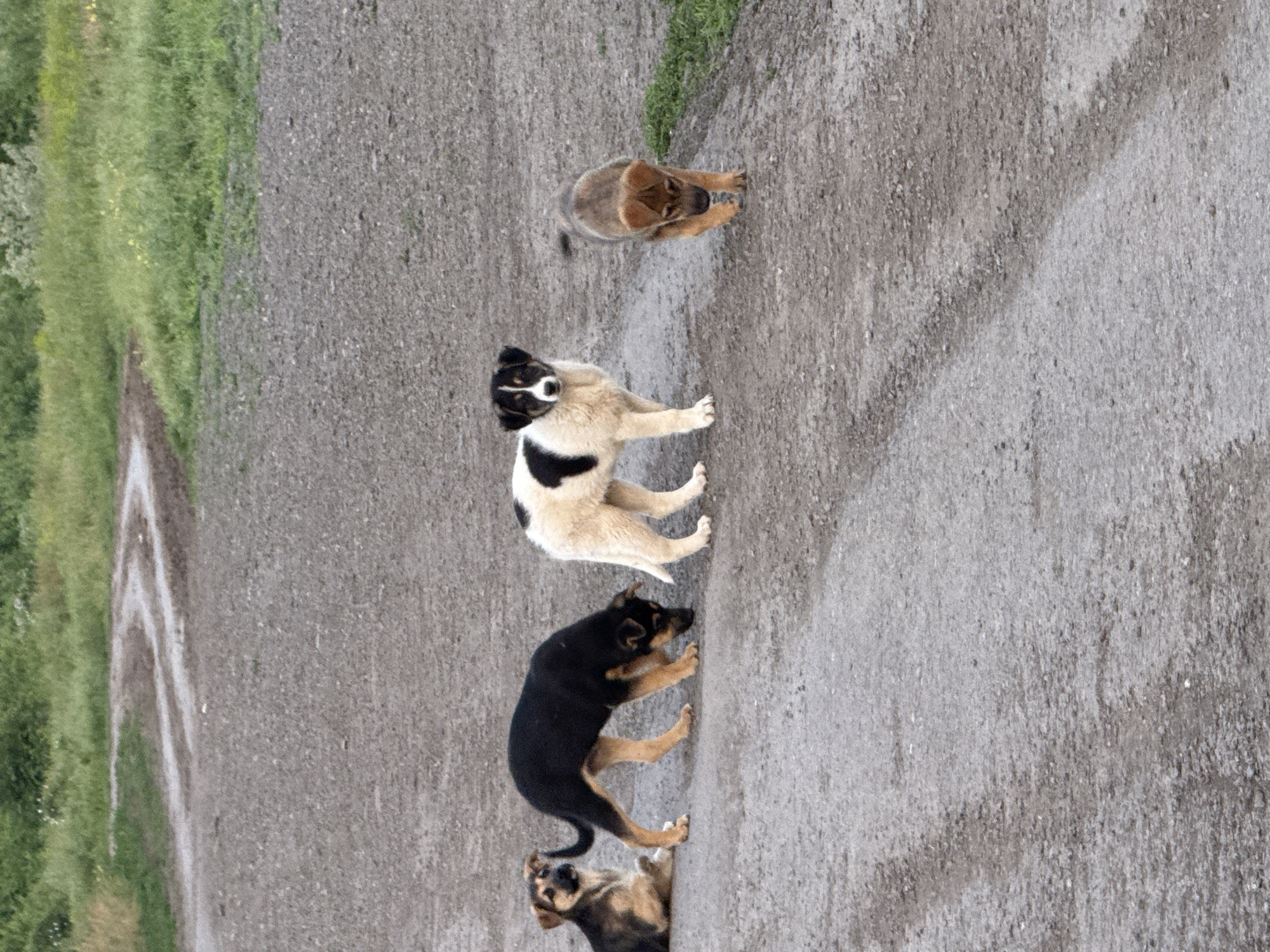 The image shows four stray puppies on a gravel path in Chaltyr', Russia. One puppy is brown, one is black and tan, and one is mostly white with black spots. The fourth puppy has a mix of black and tan coloring. The path is surrounded by green grass and foliage.