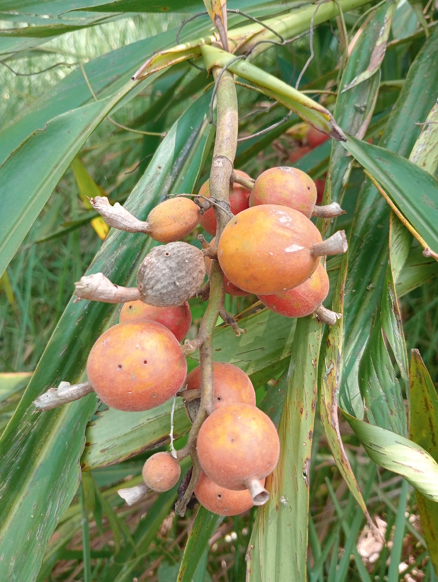 A close-up, slightly low-angle shot captures a cluster of ripe, orange-hued palm fruits hanging from a thick, woody stem. The fruits are round and slightly fuzzy, with some showing small, dark indentations. A single, weathered, grayish-brown fruit is also visible among the brighter ones, possibly indicating a different stage of ripeness or decay. The fruits are surrounded by long, green, blade-like leaves of the palm tree, some of which appear dry and brown at the tips. The background is softly blurred, suggesting an outdoor environment with other vegetation. The scene is static and displays natural elements. The location is described as Sri Mulyo, Indonesia.