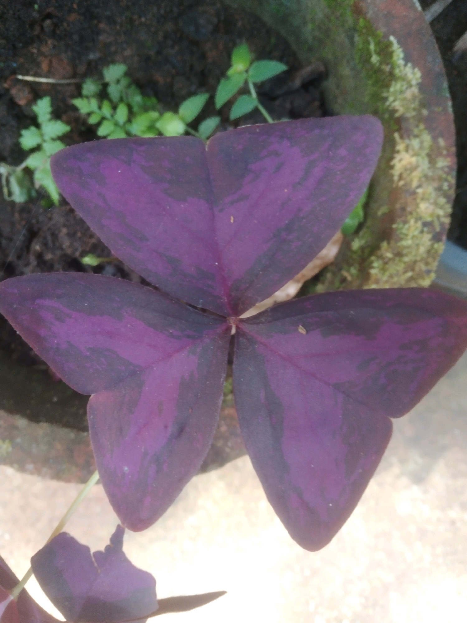 In this close-up, low-angle shot, a vibrant purple Oxalis triangularis leaf, also known as a false shamrock, dominates the frame. The leaf is heart-shaped and exhibits a striking marbled pattern of darker and lighter shades of purple. It is positioned in the foreground, with its three lobes clearly visible, forming a triangular shape. Behind the leaf, the environment is somewhat obscured. To the left, dark soil is visible, with a few small, pale green plants emerging from it. To the right, the rough, textured surface of what appears to be a terra cotta pot is present, covered in patches of green moss. The lighting suggests an outdoor setting, possibly a garden or patio, with a bright light source casting a glow on the lower part of the image. There are no people or animals present in the scene. The focus is entirely on the intricate details and rich color of the plant.