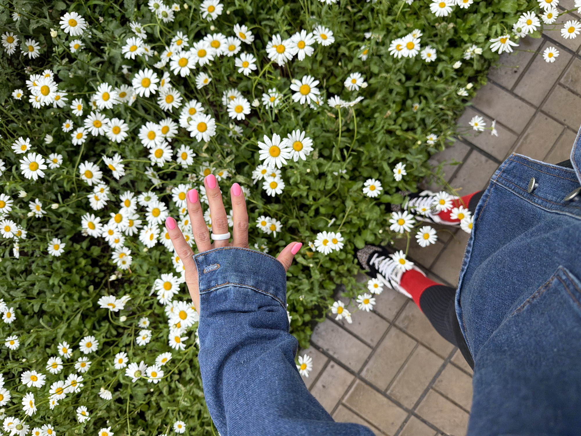 An overhead shot shows a person's hand and lower body as they stand near a field of daisies and a brick walkway. The person wears a blue denim jacket, black leggings, and red and black socks with white and black sneakers. Their hand, with bright pink nail polish, is held out over the flowers, and they wear a white ring on their ring finger. The background consists of a dense growth of white daisies with yellow centers interspersed with green leaves. The walkway is made of rectangular grey bricks. The scene takes place outdoors in Birobidzhan, Russia.