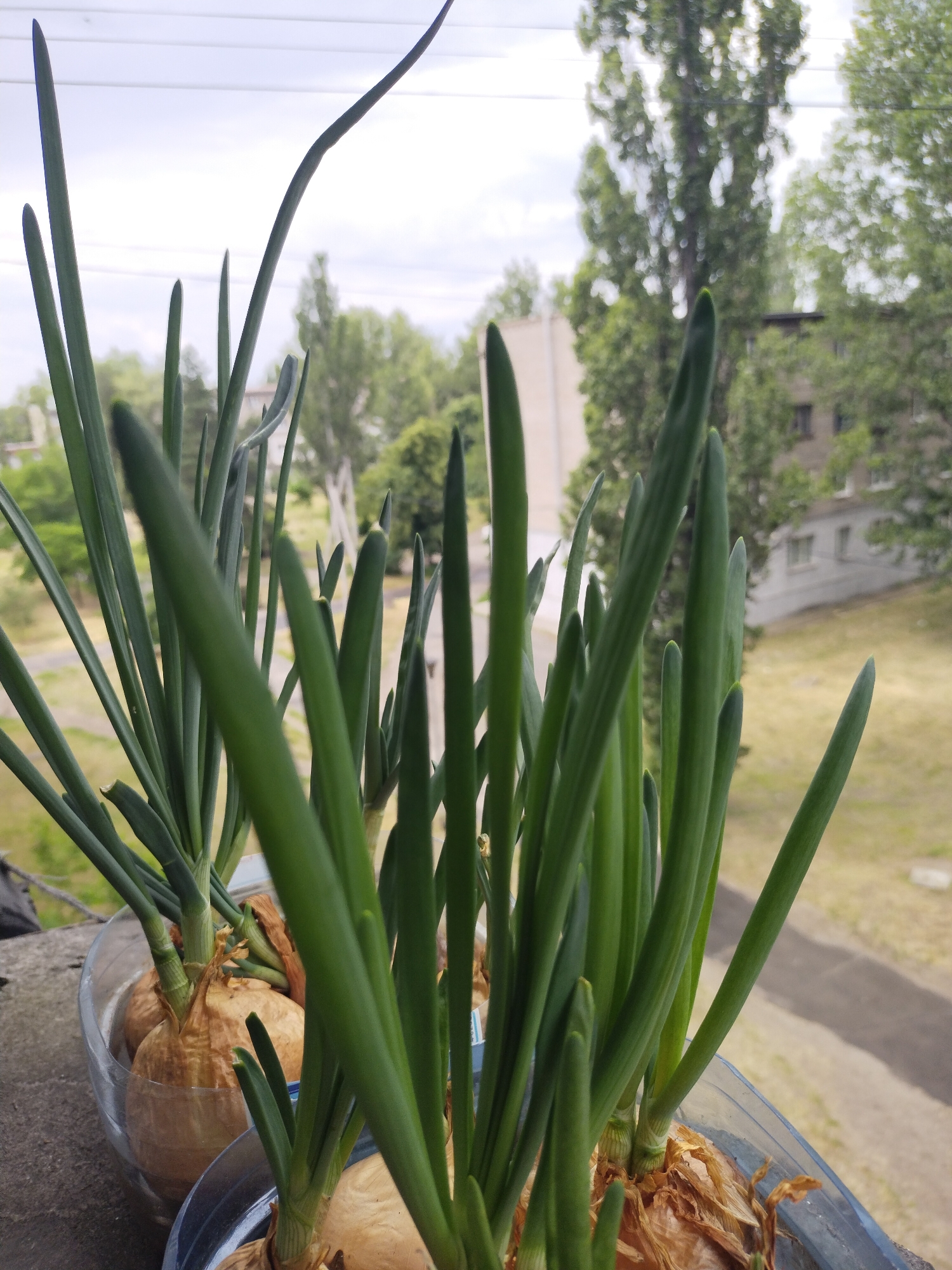 Two clear plastic containers, cut horizontally from larger bottles, are depicted holding multiple brown onion bulbs from which numerous vibrant green shoots are actively growing vertically upwards. The containers rest on a grey, textured concrete surface, suggestive of a balcony or ledge. The background, rendered in soft focus, reveals a residential landscape within the city of Horishni Plavni, Ukraine. Tall, leafy green trees are prominent, partially obscuring multi-story residential buildings. A light-colored, possibly dry, grassy area is visible at ground level. The sky above is overcast and bright, with faint, dark linear elements, possibly overhead wires, visible in the upper portion of the frame. No human figures or animals are present.