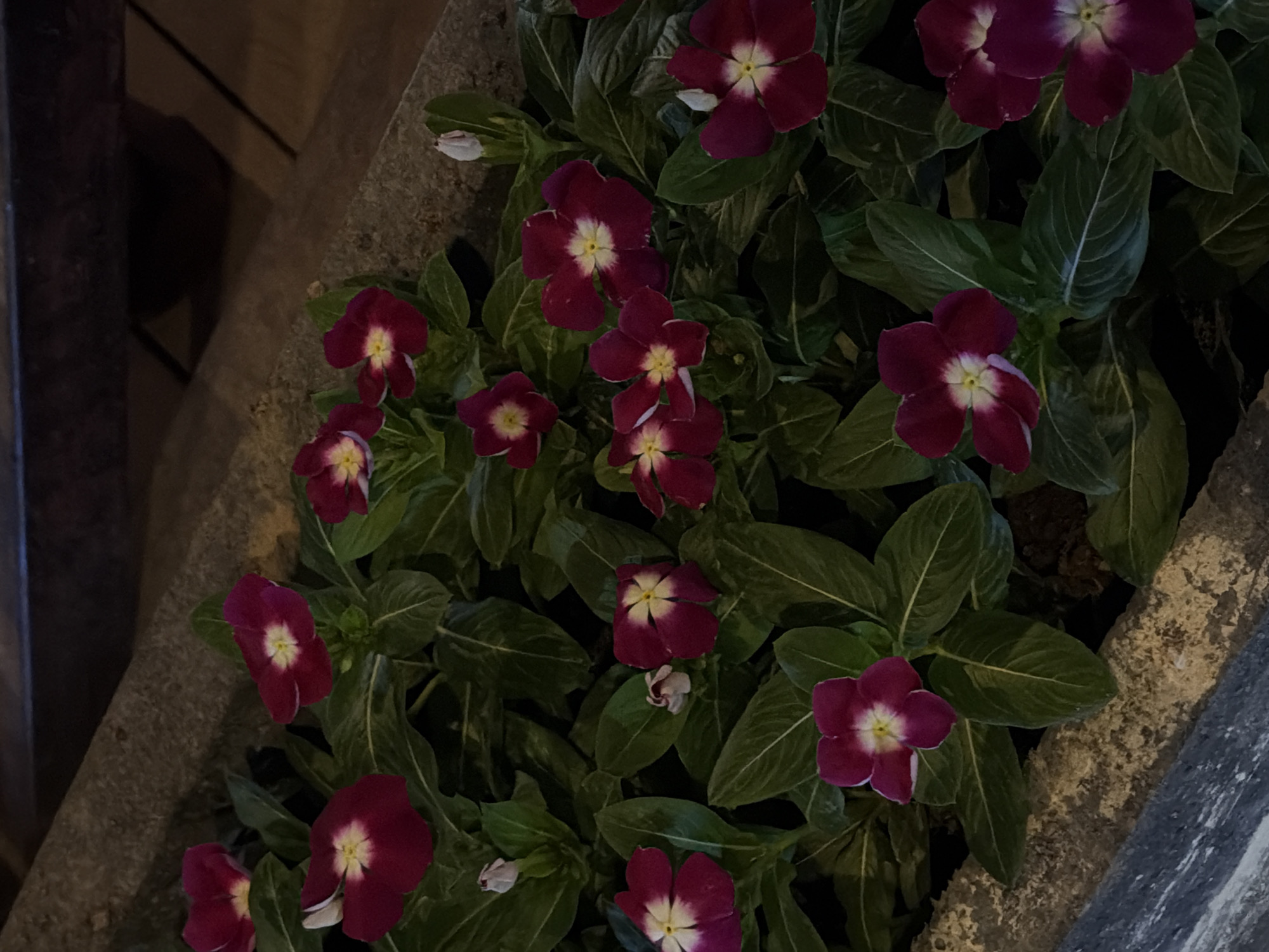 The image shows a close-up view of dark pink vinca flowers with white centers, growing in a concrete planter. The flowers are in various stages of bloom, with some fully open and others still as buds. The planter appears to be made of rough concrete and is filled with dark green foliage. In the background, a dark wooden surface is visible, possibly a table or bench, casting shadows. The scene is likely outdoors, given the natural light and presence of plants. No people are visible in the image. The location is identified as Chirchik, Uzbekistan.