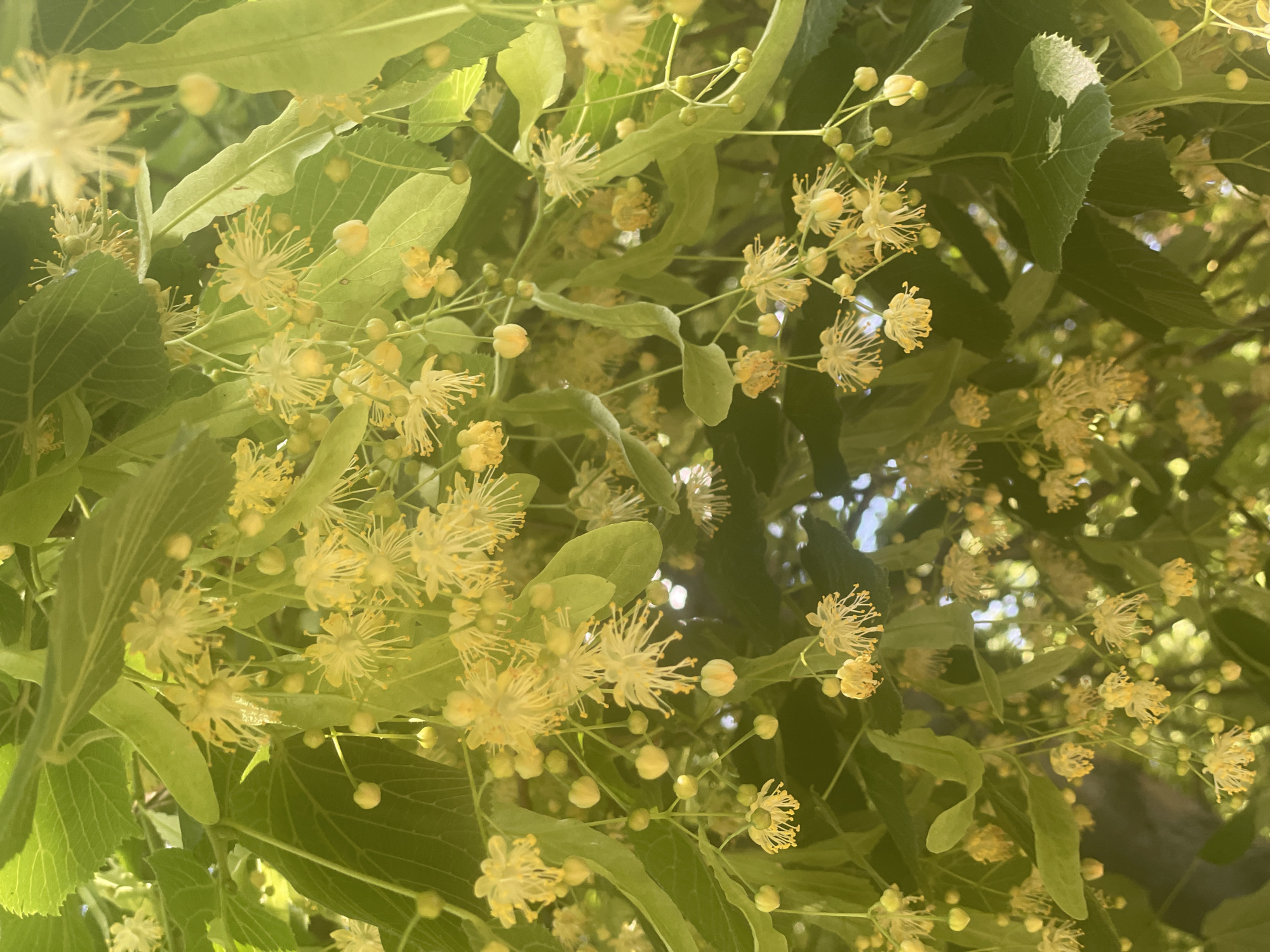 A close-up, upward-looking shot captures the delicate yellow flowers and green leaves of a linden tree. The blooms are clustered, with many individual flowers exhibiting feathery, white stamens extending from a central yellow pistil. Small, round buds are also visible among the blossoms. The leaves are broad and heart-shaped, with visible veins. Sunlight filters through the foliage, creating a soft, diffused light and a slight golden hue across the image. The background is out of focus, suggesting a natural outdoor setting. There are no people or animals present. This image was taken in Poltava, Ukraine.