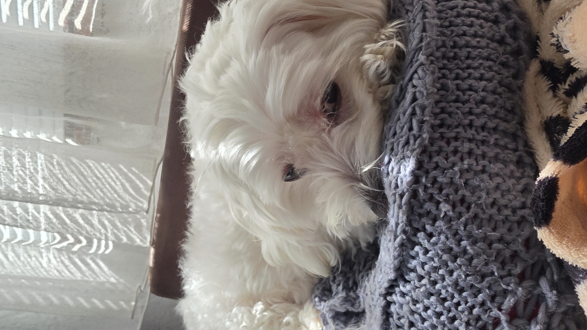 A close-up shot depicts a small white dog nestled against a dark grey knitted blanket. The dog is positioned on the left side of the frame, its head partially obscured by its fluffy fur. Its eyes are barely visible. The blanket is on the right side, featuring a textured pattern. A plush object is visible on the right edge of the blanket. In the background, a window is partially visible, with white sheer curtains filtering the light. The location and details of the city of Blagoevgrad, Bulgaria are not present in the image.