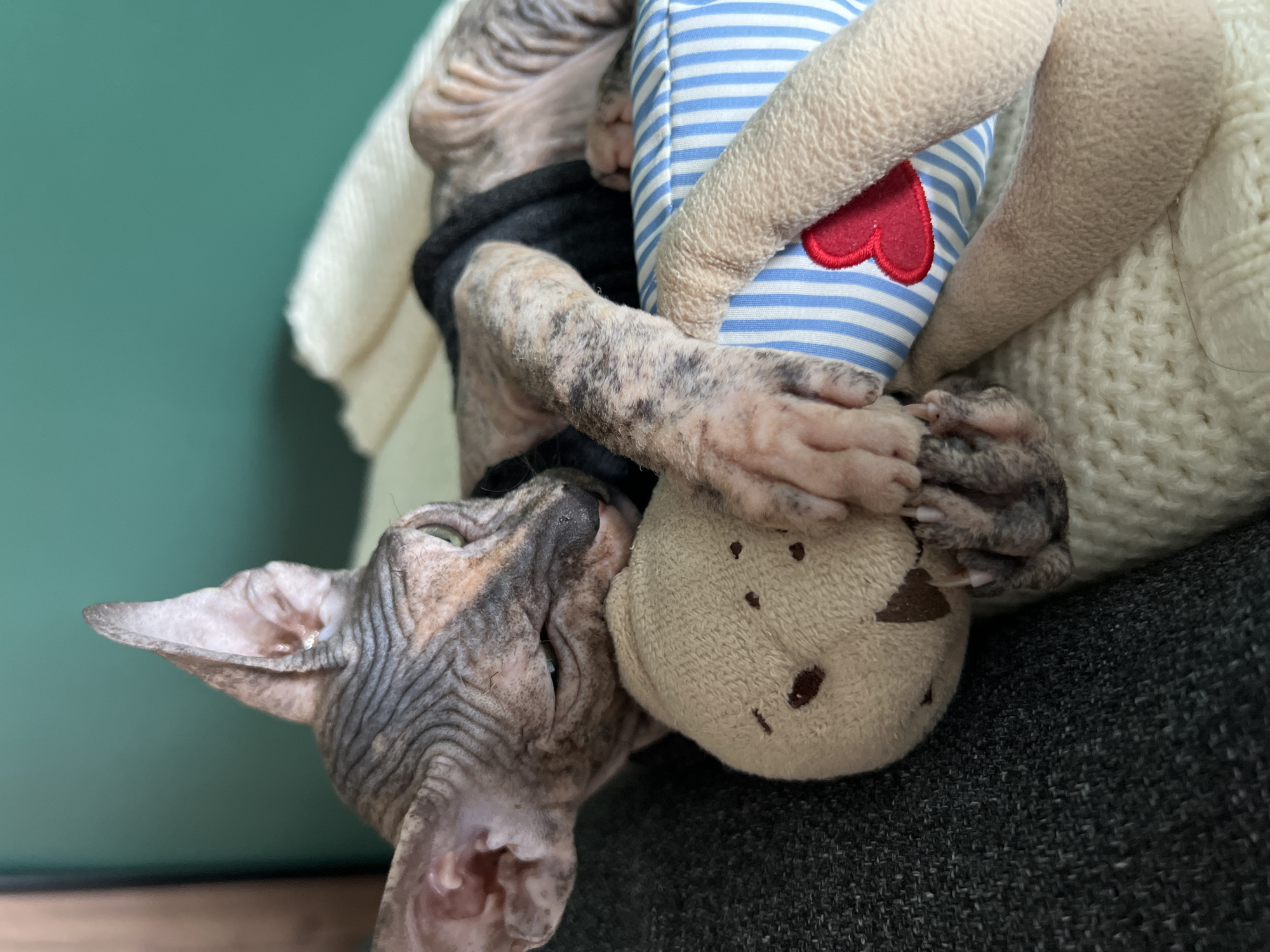 A close-up shot features a hairless Sphynx cat, likely indoors. The cat is lying on its side, embracing a stuffed animal. The stuffed animal is wearing a blue and white striped shirt with a red heart appliqué. The background shows a solid green wall and a cream-colored knitted blanket. The cat's skin is patterned in shades of gray and brown. The setting is not specific enough to confirm its location in Kazan, Russia.