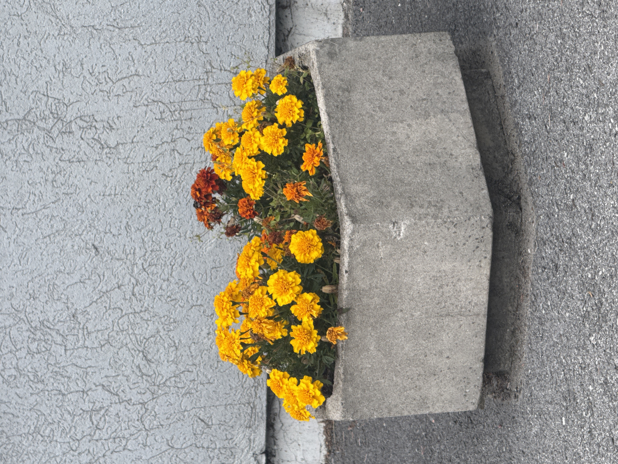 A hexagonal concrete planter filled with marigolds sits on asphalt in front of a textured gray wall. The planter is filled with a dense arrangement of bright yellow marigolds, with a few darker orange and red flowers interspersed. The wall behind the planter has a rough, stucco-like texture with thin, vertical lines. The ground is dark asphalt with visible gravel.