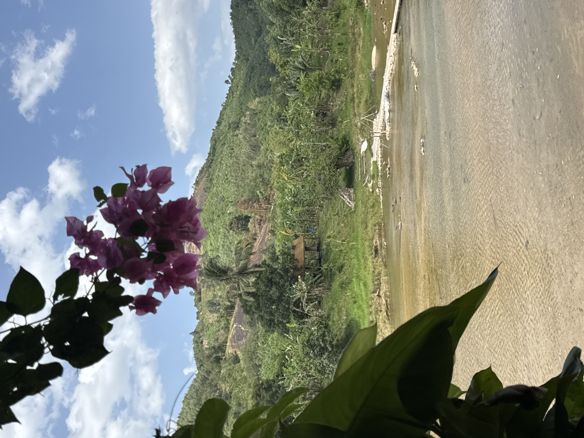 The image depicts a lush, tropical landscape with a focus on a river in Nam Khanh Vinh, Vietnam. In the foreground, large green leaves and purple bougainvillea flowers frame the scene, suggesting a close-up perspective from a botanical garden or natural overlook. The river itself is shallow and appears to have a sandy or rocky bottom, with ripples indicating gentle movement of the water. A small, rustic wooden shelter with a thatched roof is visible on the riverbank, surrounded by dense vegetation including banana trees and other tropical plants. Beyond the river, a verdant hillside rises, covered in a mix of trees and scrub, with evidence of terracing or agricultural activity higher up. The sky is a clear blue, dotted with white, fluffy clouds, suggesting fair weather. The overall impression is one of natural beauty and tranquility.