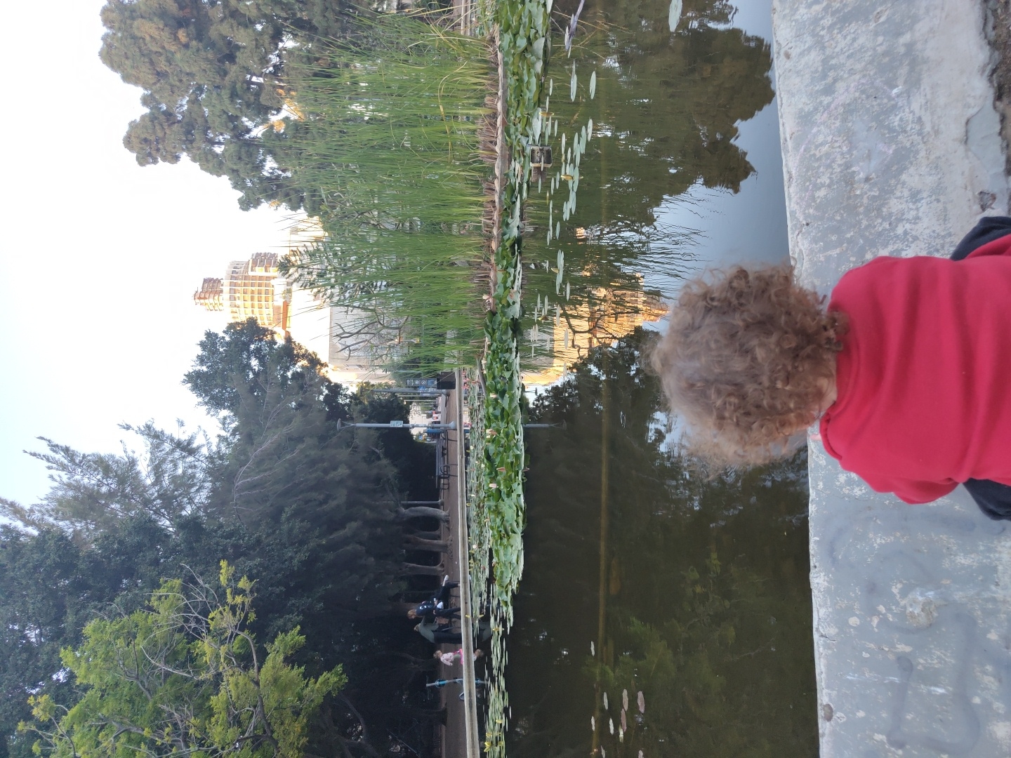 The image captures a serene moment in a public park, likely during the late afternoon or early evening. The main subject is a young child, seen from behind, with a full head of curly brown hair, wearing a red long-sleeved shirt and dark bottoms. The child is leaning over a grey concrete or stone ledge, peering intently into a body of water, which appears to be a pond or an artificial lake.
The pond's surface is dotted with numerous green lily pads or similar floating aquatic plants. The dark water beautifully reflects the surrounding trees, the bright sky, and distant buildings, creating a somewhat distorted, mirror-like effect. Along the far bank of the pond, a dense strip of tall, slender green reeds or grasses grows. Beyond these reeds, a variety of lush green trees, some tall and others forming a dense canopy, define the park's landscape.
In the background, behind the trees, several urban structures are visible. A prominent multi-story building, possibly under construction or with scaffolding, catches the light, exhibiting warm tones. Adjacent to it, another lighter-colored building stands. A path or walkway can be seen running alongside the far bank, and a few blurred figures of other people, possibly adults and children, are faintly discernible strolling or standing.
The lighting suggests a soft, warm glow, indicative of either early morning or late afternoon sun, casting gentle light on the distant buildings and the overall scene. The atmosphere appears calm and tranquil, with the child's posture conveying curiosity or engagement with the water. The setting is an urban park in Tel-Aviv, Israel, blending natural elements with city infrastructure. No legible text is visible in the image.