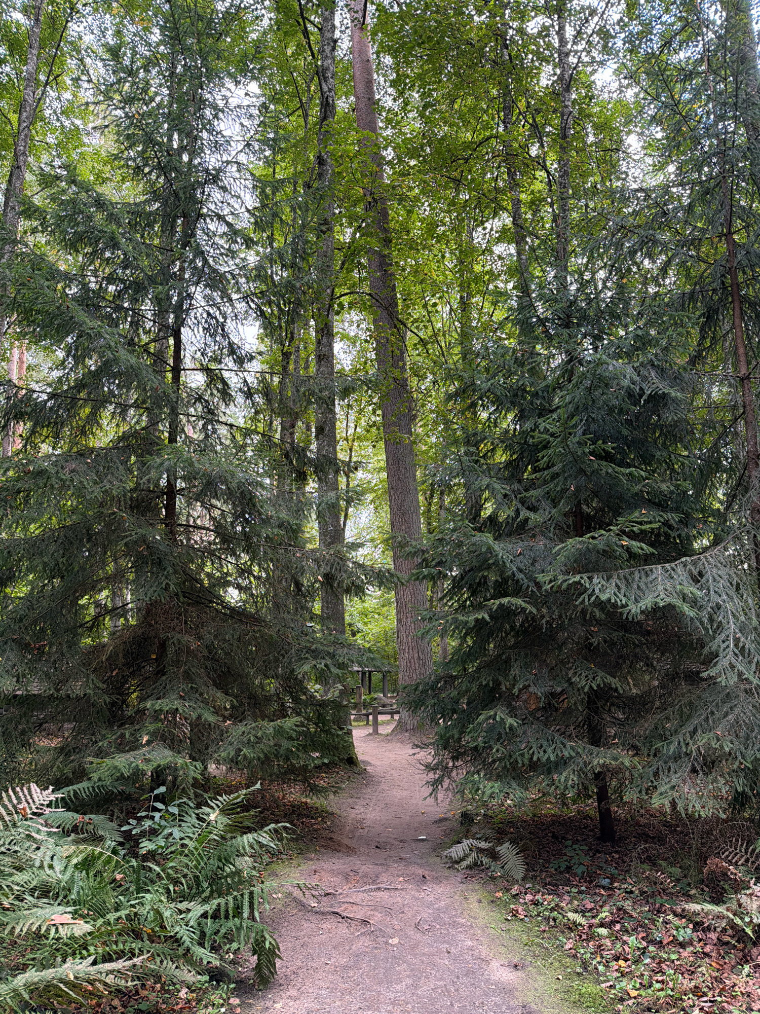 The image shows a dirt path winding through a dense forest. Tall, coniferous trees with dark green needles dominate the scene, their branches creating a canopy overhead. In the foreground, on the left side of the path, a cluster of ferns grows, with their fronds unfurling. The path itself is a light brown color, with some exposed roots and fallen leaves scattered along its edges. In the distance, beyond the trees, a small wooden structure, possibly a bench or a picnic table, is visible. The lighting suggests it is daytime, with dappled sunlight filtering through the leaves. The overall impression is one of a serene, natural woodland setting. The location is identified as Tērvete, Latvia, a place known for its extensive pine forests and recreational areas.