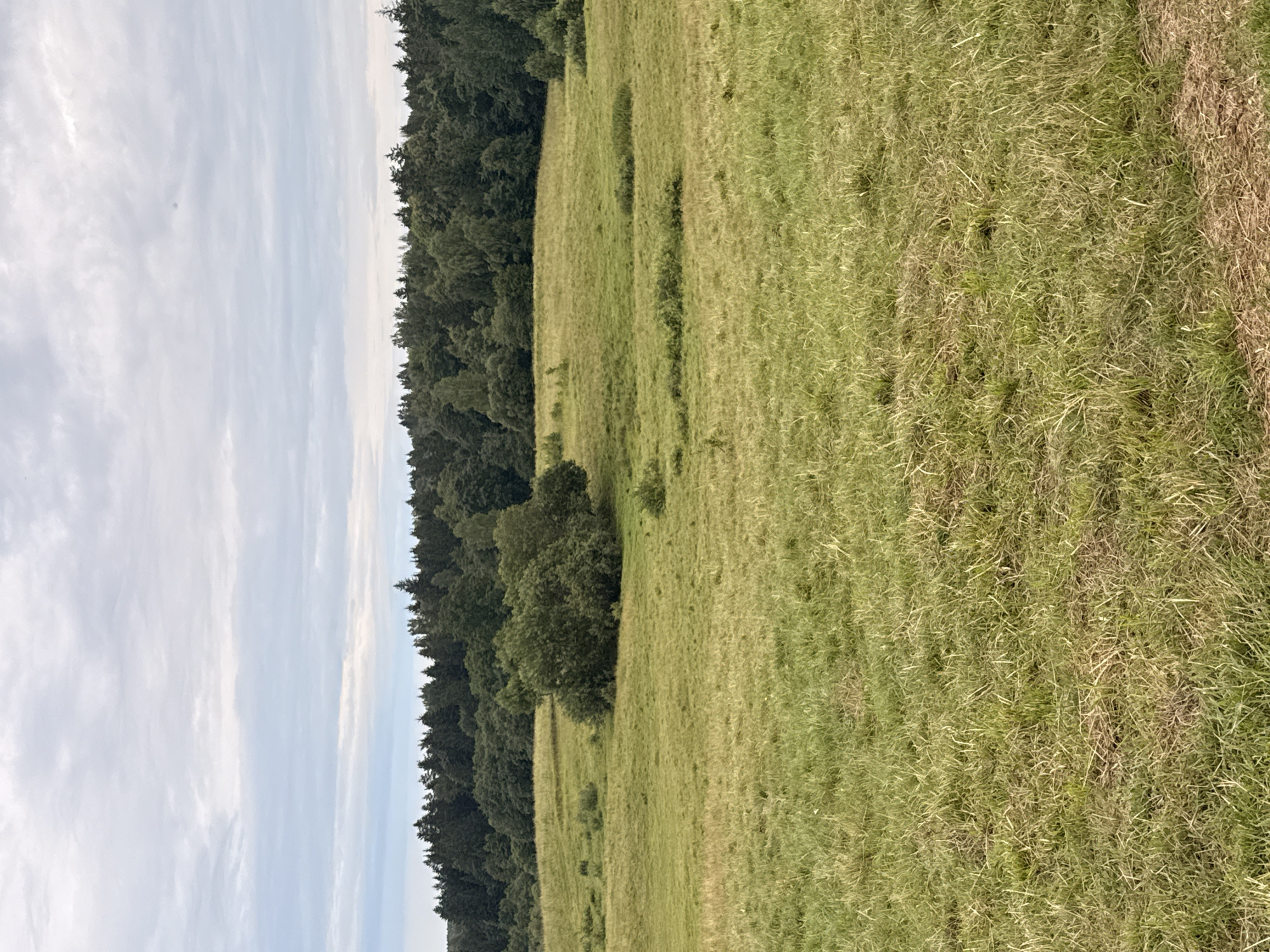 The image shows a wide shot of a grassy field with a dense forest in the background. The sky above is overcast with a mix of light and dark clouds. The field is mostly green with some patches of dry grass, suggesting it is a rural area. There are a few scattered bushes and trees within the field, and one larger, bushy tree is prominent in the mid-ground. The forest line in the background is a dark green, indicating a mix of coniferous and deciduous trees. There are no people or animals visible in the image, and no specific landmarks are discernible to pinpoint the exact location within Galinė, Lithuania. The overall scene is natural and serene, characteristic of a countryside landscape.
